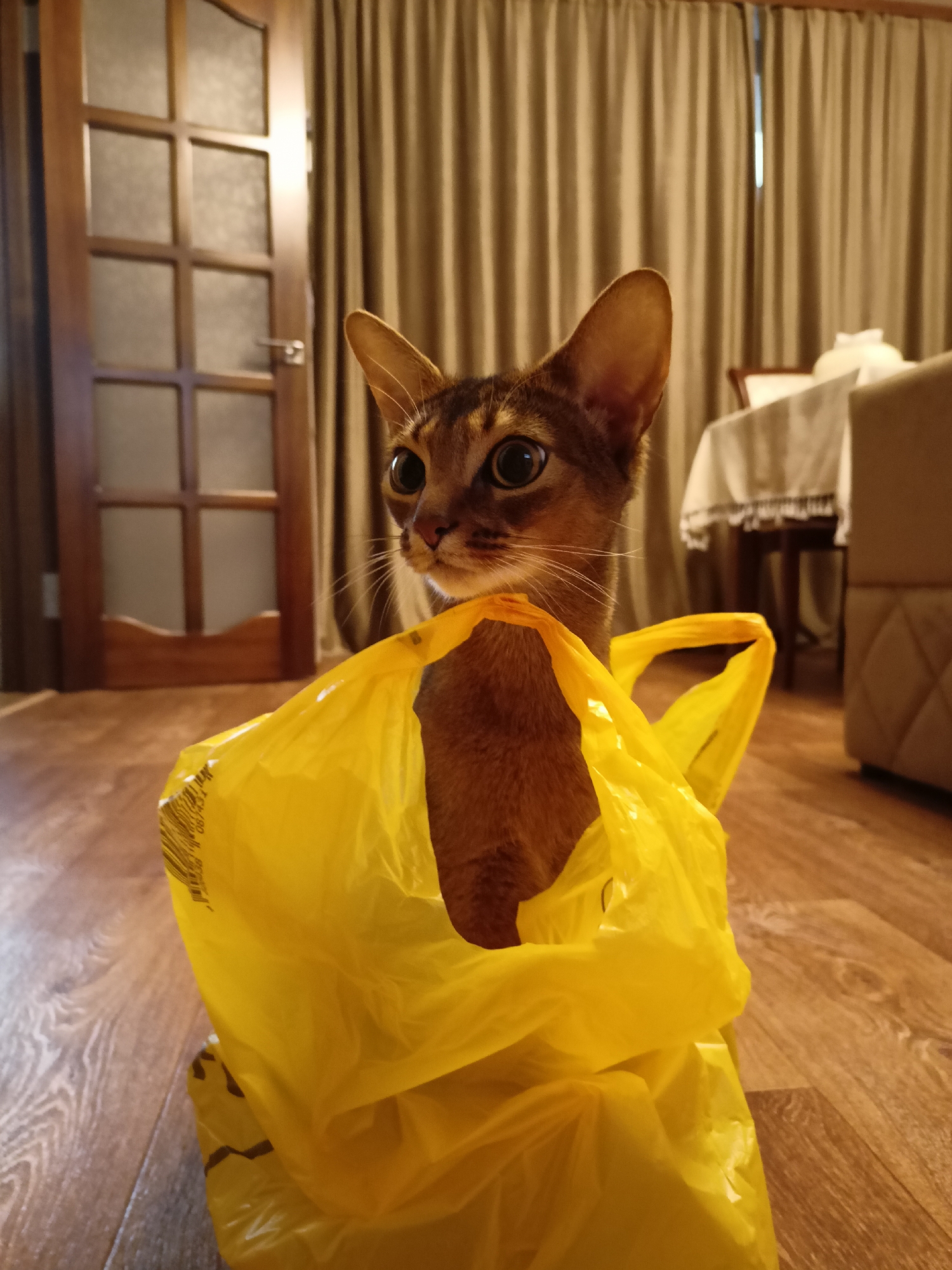 A short-haired cat with wide, dark eyes and large ears peeks out of a bright yellow plastic shopping bag. The cat has a tawny coat with subtle tabby markings. Its head is positioned near the top opening of the bag, with its body seemingly tucked inside. The bag is crinkled and translucent, allowing a glimpse of the cat's fur through it.
The cat is indoors, on a wooden floor. In the background, a wooden door with glass panes is visible on the left. To the right, there are beige curtains, and further back, a table covered with a white tablecloth is partially visible, along with a chair and a portion of a sofa. The lighting suggests it is daytime, likely indoors in a domestic setting. The cat's expression is curious, with its gaze directed slightly to the left of the camera. The overall scene is mundane, capturing a common household moment with a pet. No visible text is discernible in the image.