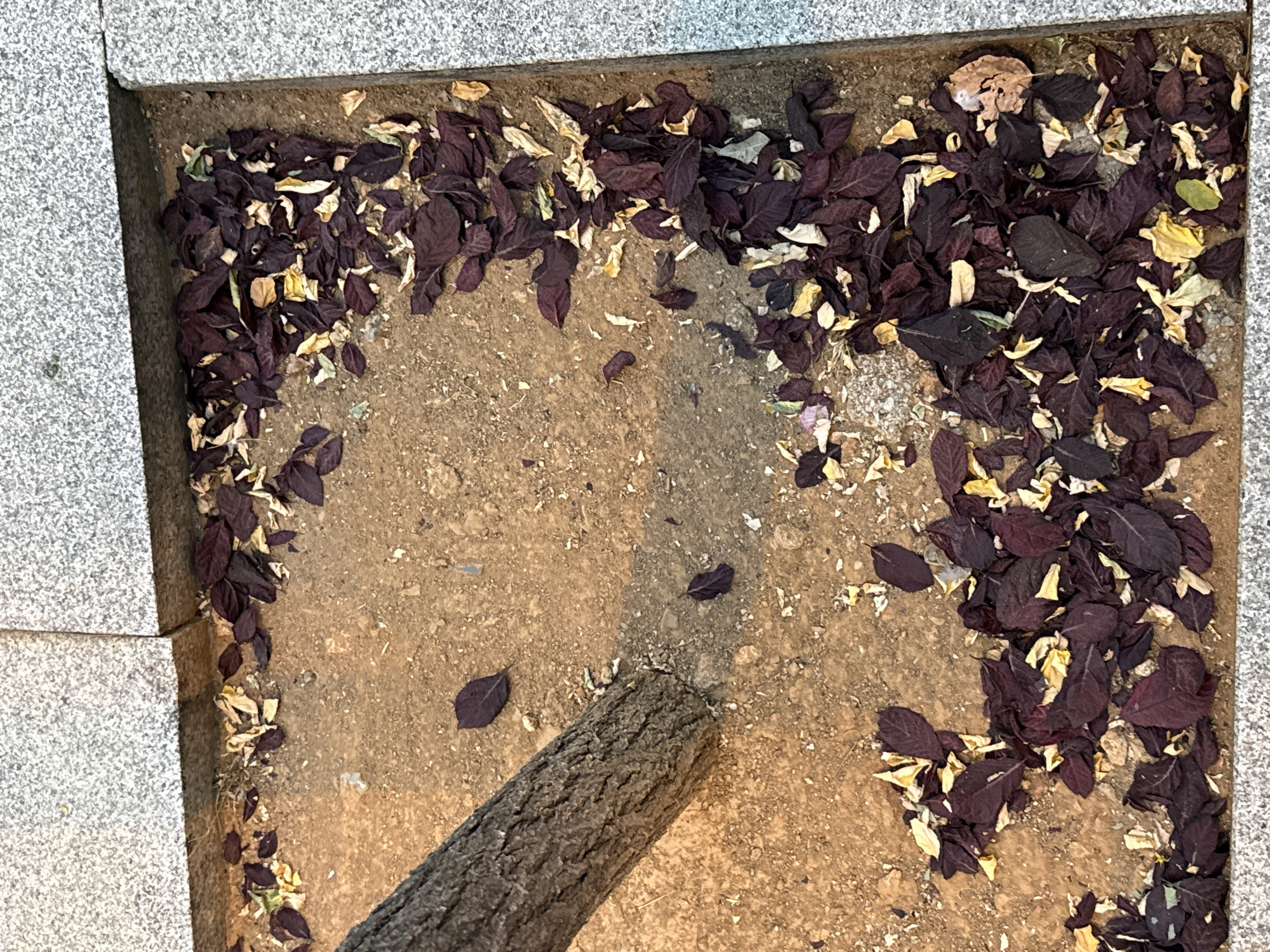 The image depicts a close-up, eye-level, outdoor shot of a tree trunk emerging from a patch of soil. The soil is a light brown, sandy texture, and is covered with numerous fallen leaves, predominantly dark reddish-purple and some yellow and green. The patch of soil is bordered by granite paving stones, one of which is visible in the upper left corner and another on the right edge, suggesting an urban environment like a park or sidewalk. The lighting suggests it is daytime, casting shadows from the tree and some leaves. There are no people or animals visible in the frame. The scene is static, conveying a sense of autumn or a period of leaf fall.