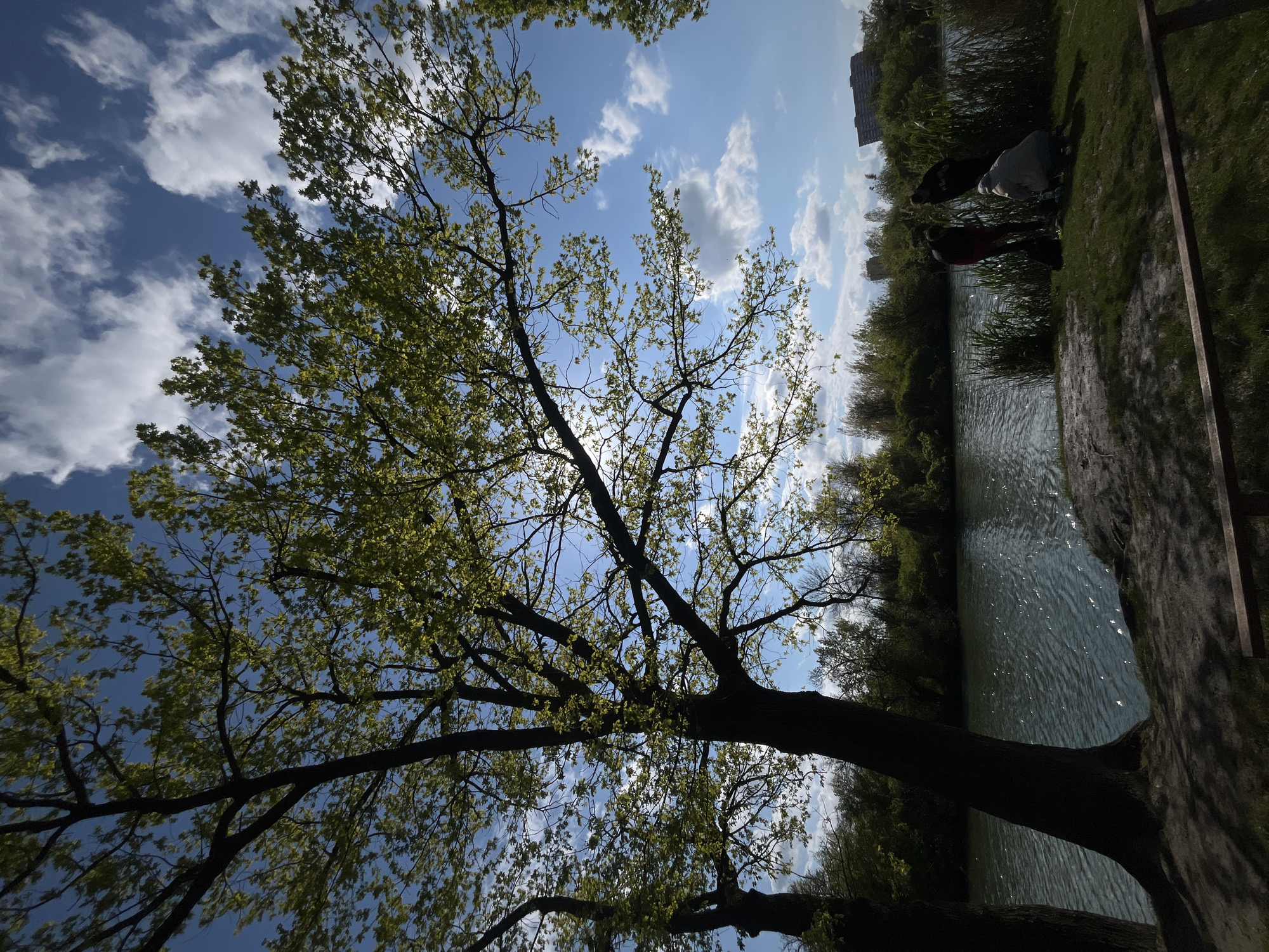 The image shows a view from below a tree with new leaves, looking up towards a blue sky with scattered white clouds. To the right, a river reflects the sky. People stand by the riverbank near trees and reeds. A tall building is faintly visible in the distance near the river. The image appears to be taken in a park-like setting in Krasnodar, Russia.