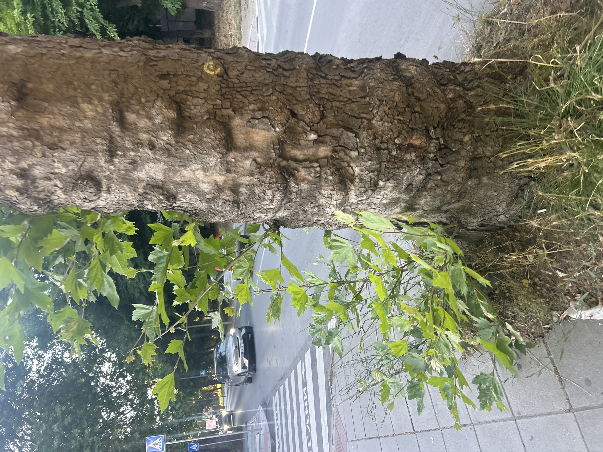 A close-up of a large tree trunk is shown in the foreground, with its rough, textured bark dominating the right side of the frame. A cluster of bright green leaves sprouts from the base of the tree on the left. In the background, a street scene unfolds. A pedestrian crossing with white stripes is visible on the sidewalk in the lower left. Beyond that, a road stretches into the distance, with a few cars driving on it. Traffic signs, including a blue and white pedestrian crossing symbol, are also present. The environment appears to be an urban setting, possibly a city street with trees lining the road. The lighting suggests it is daytime, with some sunlight filtering through the leaves.