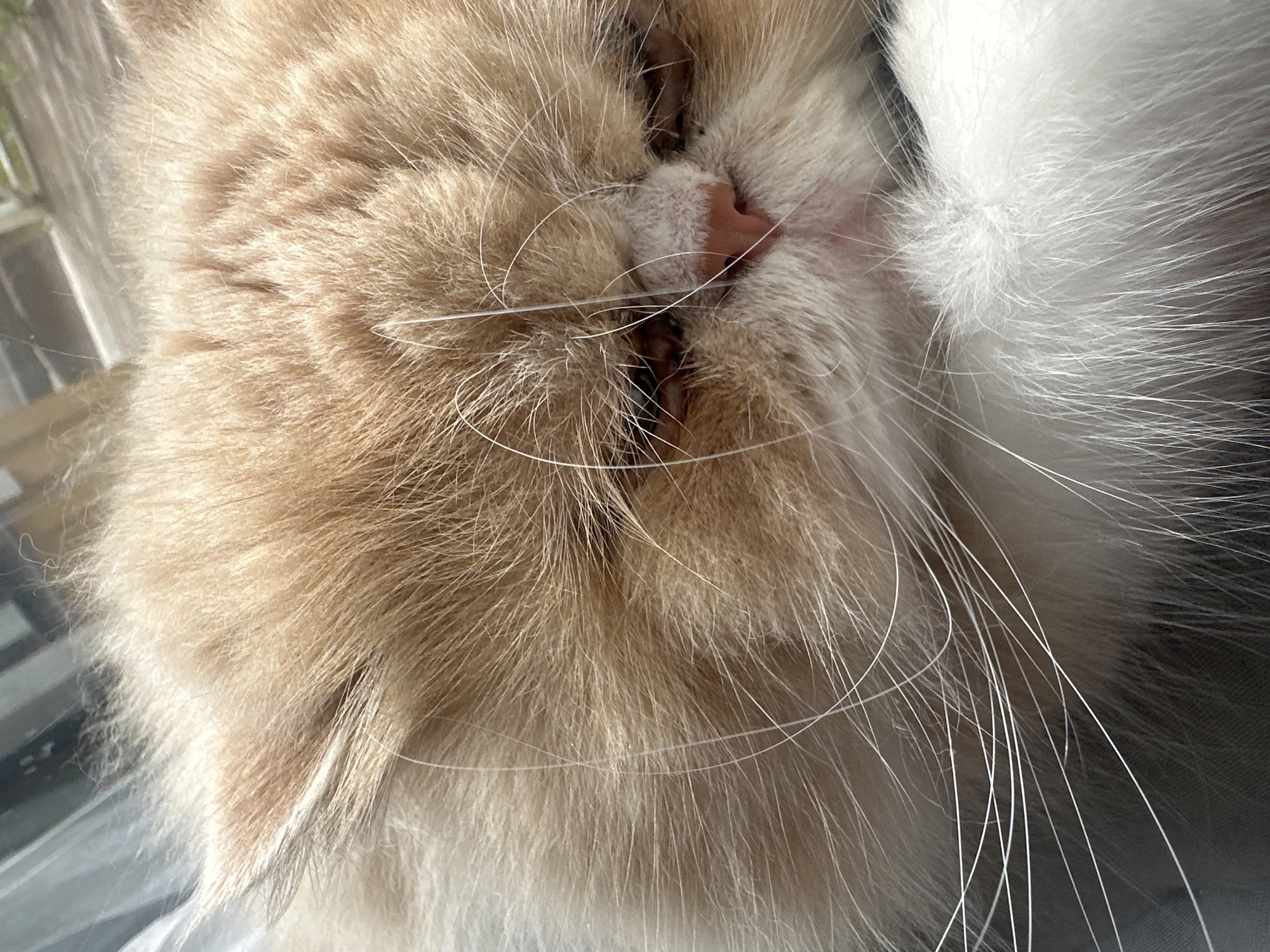 The image is a close-up, low-angle shot of a cat's face. The cat is light brown and white with long, wispy whiskers. Its eyes are closed, and its nose is pink. The cat appears to be sleeping or resting. The background is blurred and out of focus, but it seems to be an indoor setting, possibly near a window, as there is a hint of sunlight. The overall mood is peaceful and serene. No text is visible in the image.