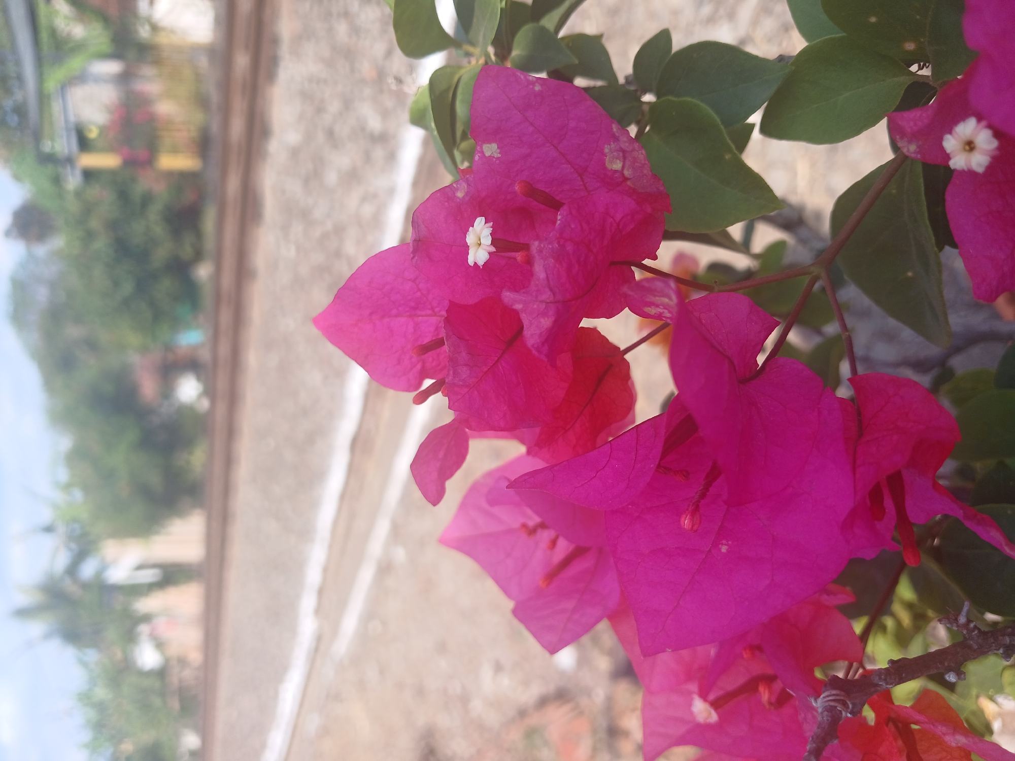 The image shows a close-up of bright pink bougainvillea flowers in the foreground. In the background, there are blurred train tracks and vegetation, suggesting a rural or semi-urban setting. The lighting indicates it is daytime. No people or actions are visible. The scene is likely outdoors in Banyuwangi, Indonesia, given the presence of tropical vegetation and the train tracks, which are common in the region.