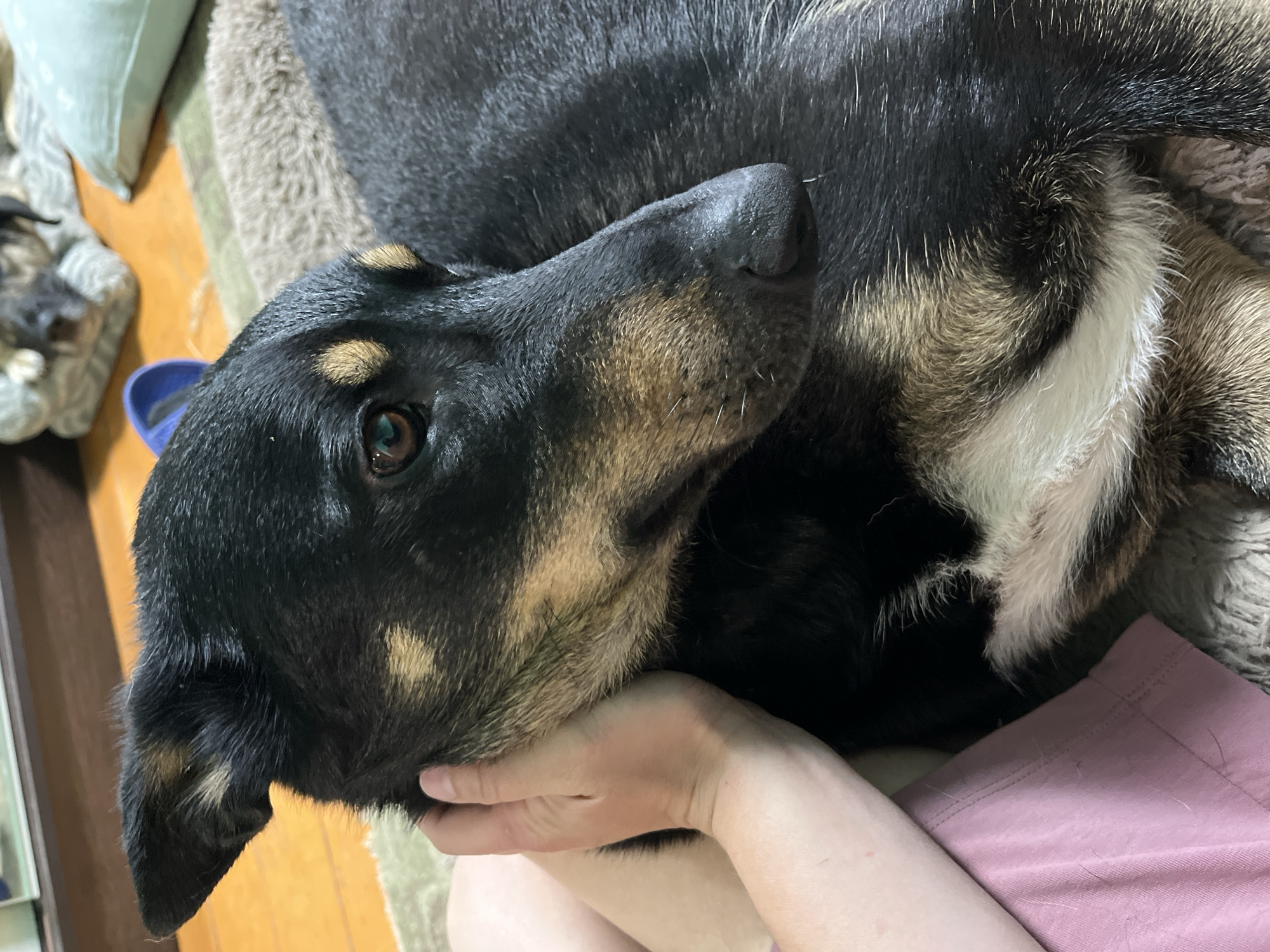A close-up, tilted-angle shot features a black and tan dog resting its head on a person's hand. The dog has dark, short fur with tan markings around its face, particularly on its muzzle and above its eyes. The dog’s eye is visible and appears brown. The person's hand is positioned to support the dog's head, and the person is wearing a pink top. In the background, a neutral-toned cushion or dog bed is visible. A second dog rests on a soft cushion in the left of the frame. The background is generally soft and out of focus. The scene appears to be indoors. No information is available about the location in the city of Nizhny Tagil, Russia.