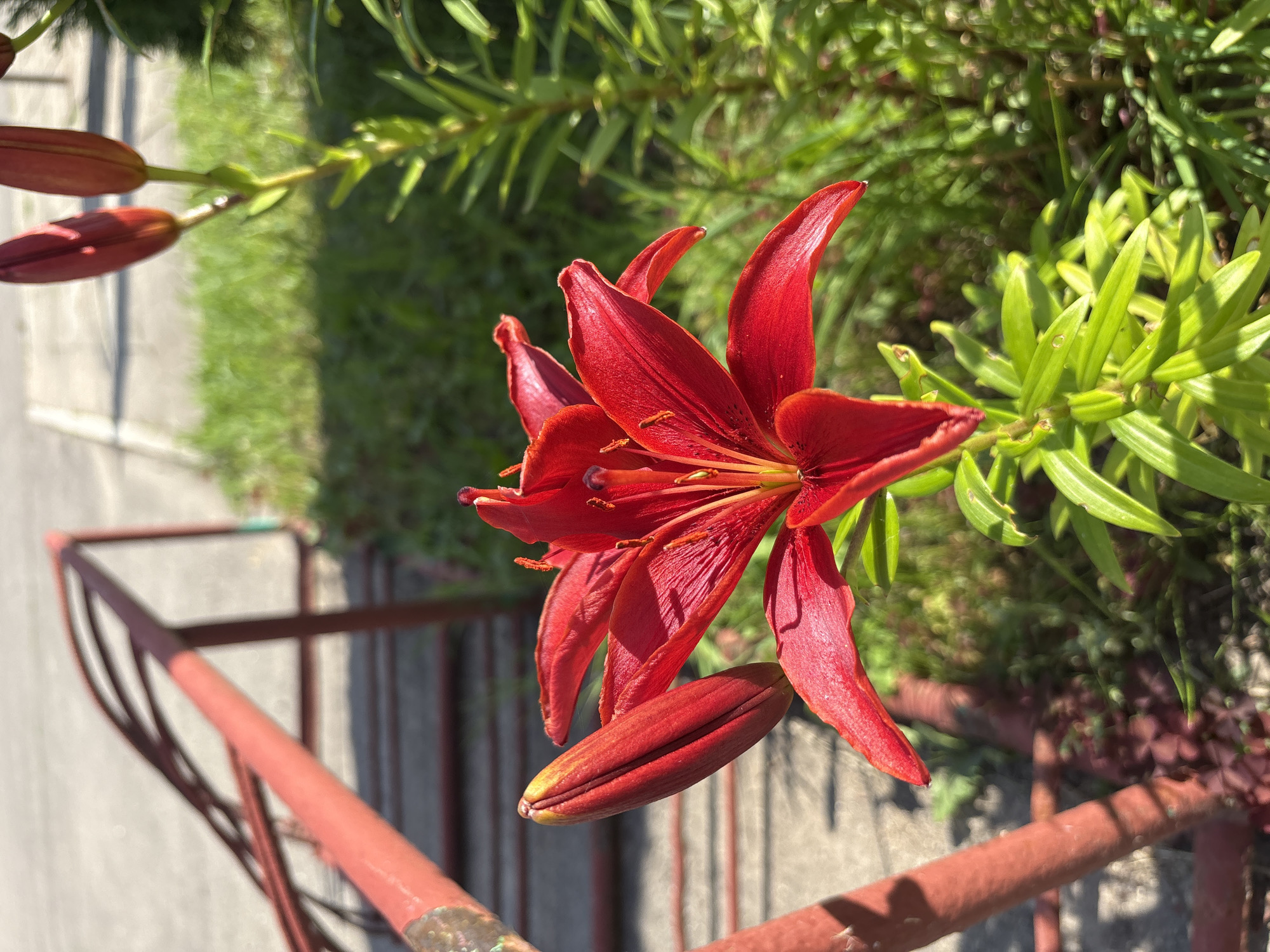A close-up, high-angle shot features a vibrant red lily in bloom, positioned prominently in the center of the frame. The lily has several opened petals, revealing its stamens and pistil, and one unopened bud hangs below. To the left and upper left of the opened lily, two more unopened buds are visible, attached to a stem. The background is a mix of lush green foliage, bathed in bright sunlight, suggesting a daytime setting. In the foreground and extending across the bottom of the image, a rusty red railing is visible, casting shadows. The railing is slightly out of focus, drawing attention to the lily. The overall impression is one of natural beauty and growth. No people are visible in the image. The setting appears to be an outdoor garden or balcony in Bahushewsk, Belarus.