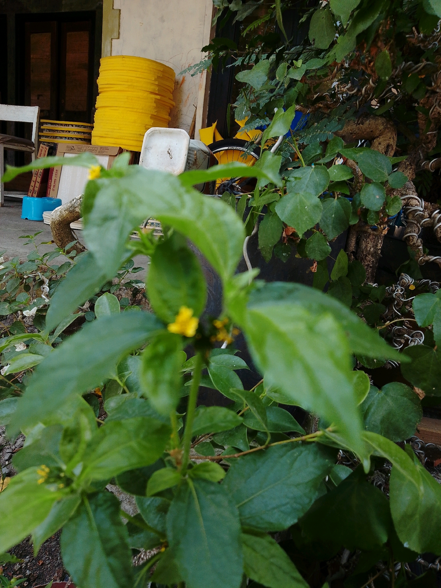 In Cikal, Indonesia, a close-up shot focuses on the vibrant green foliage of a plant, with small yellow flowers visible. In the background, a stack of bright yellow circular foam mats is partially obscured by the leaves. To the left, a white chair with a wooden frame sits near a blue plastic object and some cardboard boxes. The scene appears to be an outdoor area, possibly a yard or a storage space, with a building and vegetation contributing to the environment. The image is taken from a low angle, emphasizing the plant in the foreground.