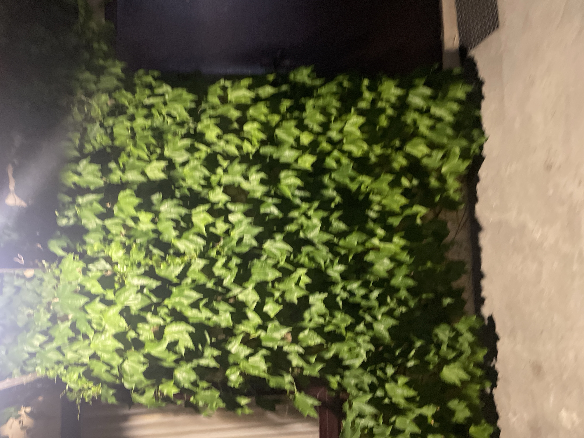 A wall is covered in dense green ivy. The ivy is so thick it obscures the wall behind it. To the left of the ivy, there is a window with light-colored curtains. To the right of the ivy, a dark, closed door is visible. The ground in front of the wall is a light-colored concrete surface. The scene is dimly lit, suggesting it is nighttime.