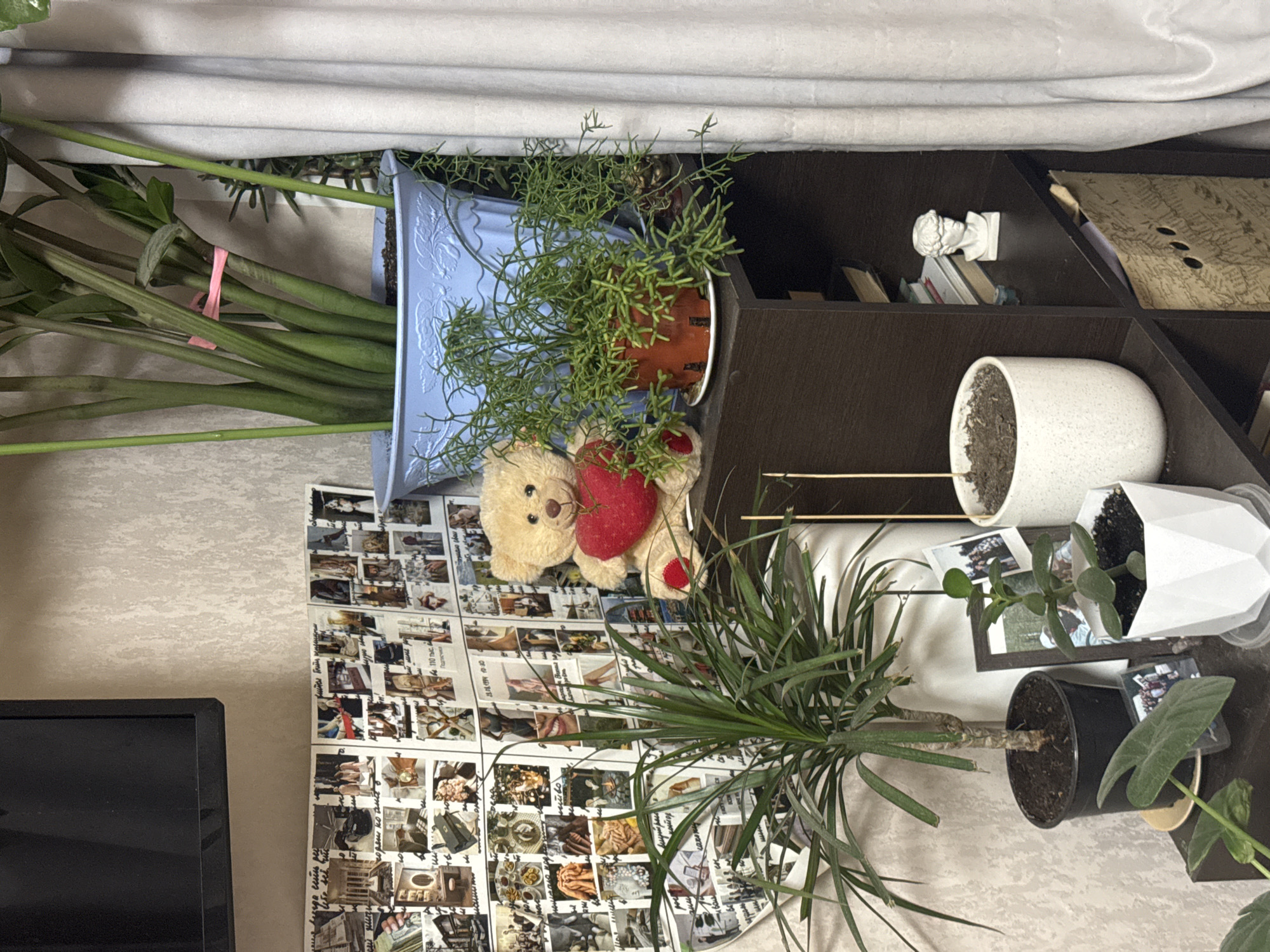 This is an indoor scene featuring a collection of plants and decorative items arranged on and around a dark brown modular shelving unit. The image appears to be taken in a well-lit room, with a light-colored curtain or blind visible at the top.
A variety of potted plants are prominent, including a tall plant with robust green stems bound by a pink band in a light blue planter, and another delicate plant with sprawling green foliage in a terracotta pot. A light brown teddy bear holding a red heart sits between these two plants. On the shelving unit, a small white bust sculpture of a classical figure is visible on an upper shelf, alongside some books and a decorative map. Below, a white speckled pot with soil and a white geometric planter holding a succulent are displayed. Another large plant with long, spiky green leaves sits in a black pot on a lower shelf, next to a smaller plant with broad green leaves.
The wall behind the shelving unit is covered extensively with a grid of small printouts, appearing to be a collage of photographs or inspiration images. Some faint, unreadable text, possibly in Cyrillic, is visible on these printouts. A black television screen is partially visible on the far left. The overall impression is a cozy, decorated space with a strong emphasis on indoor greenery. No people are visible.