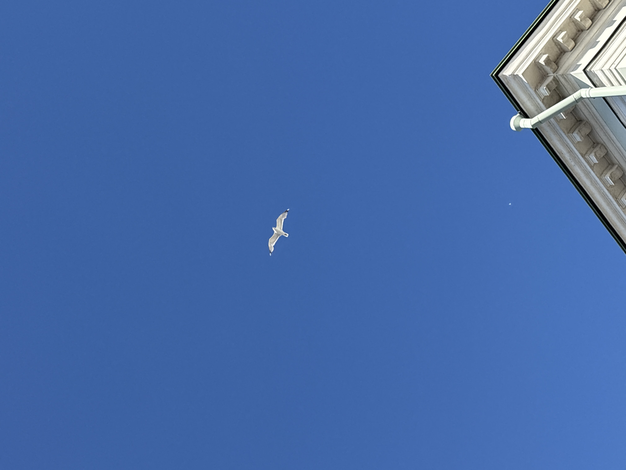 The image displays a clear, deep blue, cloudless daytime sky with a single bird in flight. The bird, identified as a seagull with predominantly white plumage and subtle darker markings on its wingtips, is positioned in the upper-middle left section of the frame, captured with its wings extended. In the lower right corner, a portion of a building's roofline and upper facade is visible. The building features classical architectural elements, including decorative cornices and moldings, rendered in a pale off-white or light grey color. A distinct dark green trim outlines the edge of the roof, and a light grey-green rainwater downspout or gutter pipe is affixed to the building's corner. A faint, small white orb, consistent with the moon, is visible in the sky just above and to the left of the building's corner. There are no people present in the scene, which is located in the city of Unknown, Unknown.