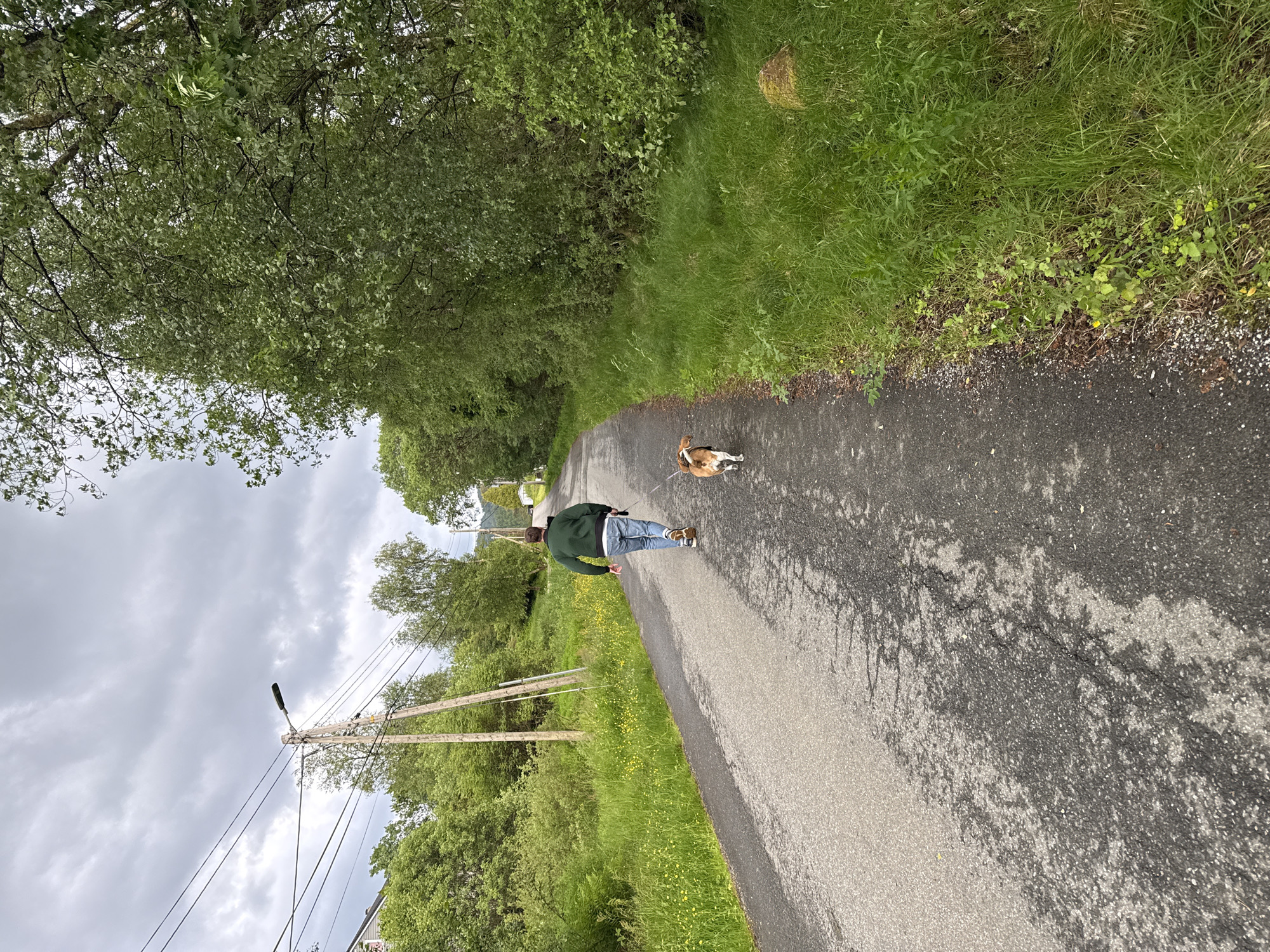 An individual walks a dog down a paved road in a rural area under a cloudy sky. The road is lined with lush green grass and trees. The individual is wearing a green jacket and blue jeans, and the dog, a beagle mix, is brown and white. Overhead, power lines and a street lamp are visible, supported by wooden poles. The environment appears to be a natural landscape with a sense of tranquility.