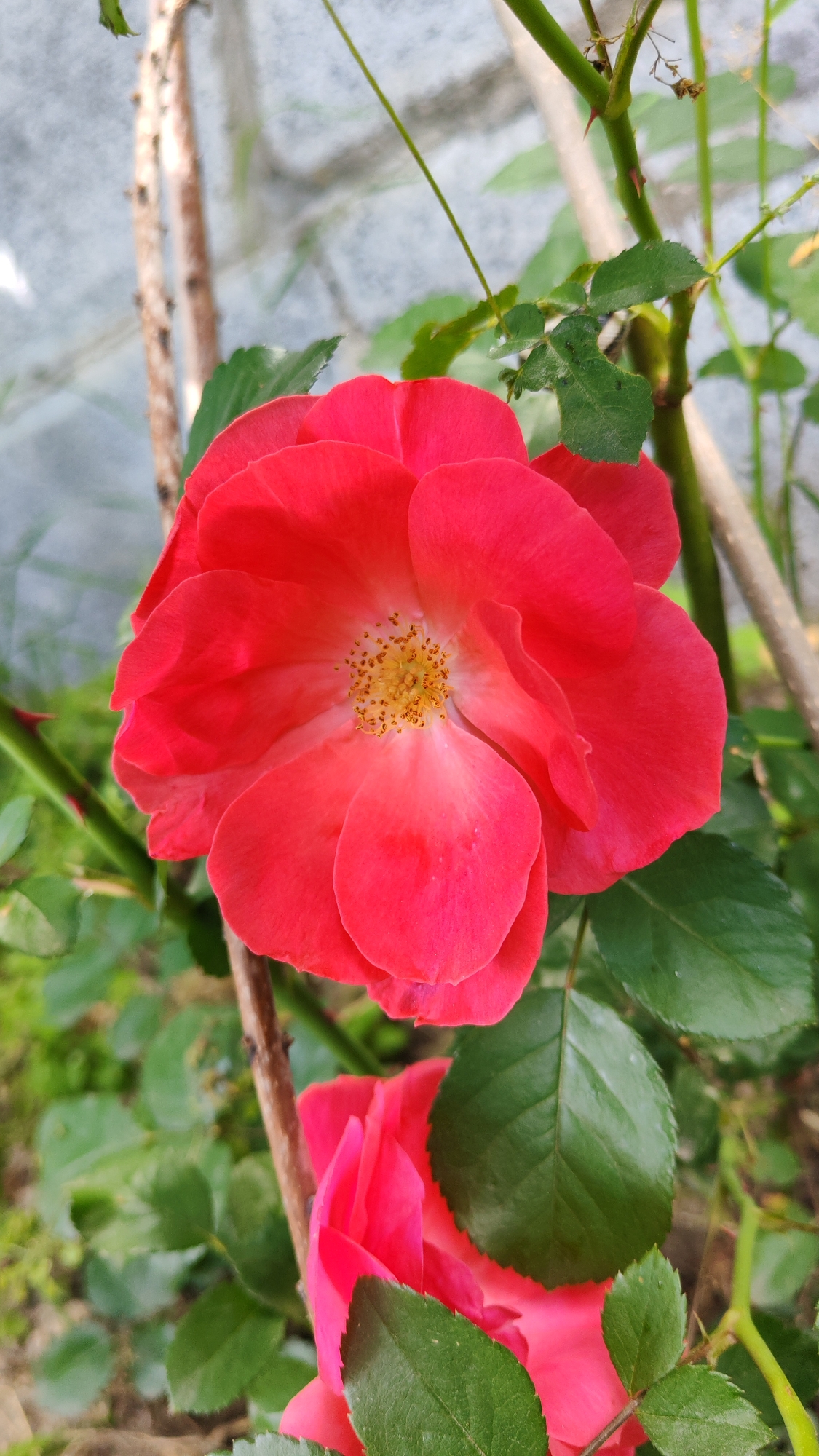 A close-up, eye-level shot shows a vibrant red rose in full bloom, dominating the frame. The rose's petals are unfurled, revealing a cluster of yellow stamens at its center. The flower is surrounded by lush green leaves, some of which are slightly blurred, indicating a shallow depth of field. A thorny stem, also green, is visible to the left of the rose. In the background, a rough, light-gray textured surface, possibly a wall, is out of focus. The overall lighting is bright, suggesting it is daytime, and the scene is set outdoors. The image appears to be a photograph of a rose bush.