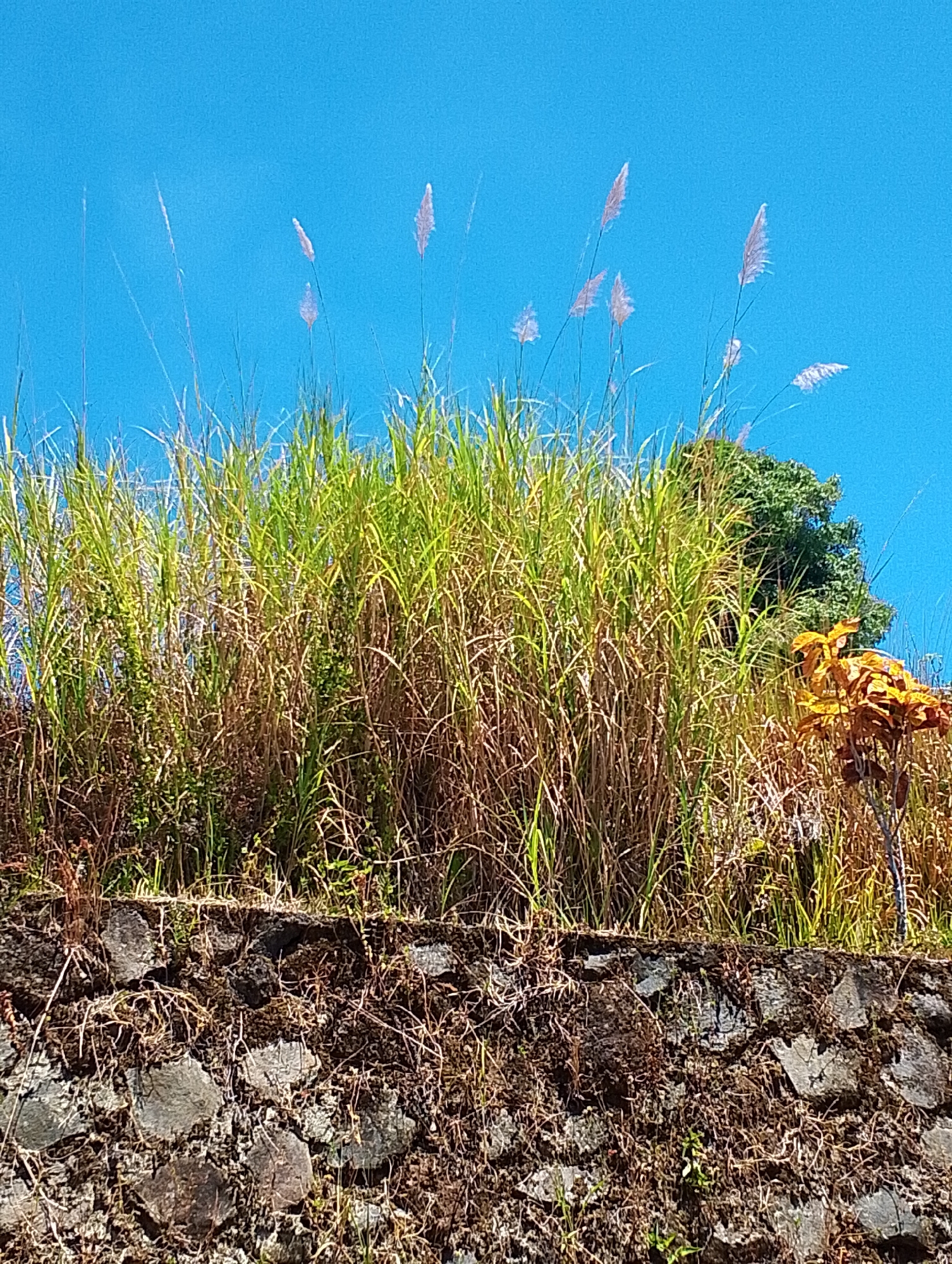 The image depicts a close-up view of tall, green grass with feathery plumes against a clear blue sky. The grass is growing on top of a rough, stone wall covered in moss and dry vegetation. To the right of the tall grass, there is a tree with green foliage and a smaller plant with yellow-orange leaves. The scene appears to be an outdoor natural environment, possibly on the outskirts of a city, given the presence of the stone wall which could be part of a landscape or retaining structure. Tomohon, Indonesia, is known for its lush natural landscapes and volcanic terrain, which aligns with the scenery presented in the image. There are no people or visible actions in the photograph.