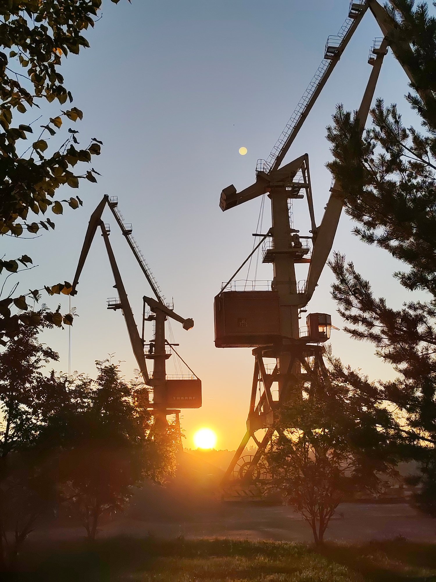The image depicts two large harbor cranes silhouetted against a clear sky at sunrise or sunset. The sun, a bright orb, is low on the horizon, casting a warm, orange glow and creating lens flare. The cranes are industrial structures with prominent booms and ladders. In the foreground, there are trees and foliage, some with golden-yellow leaves, framing the scene. The ground appears to be covered in grass and other low-lying vegetation. The overall atmosphere is serene and slightly industrial. The location is specified as Bol'shie Mkhi, Russia, suggesting a port or industrial area. There are no people visible in the image.