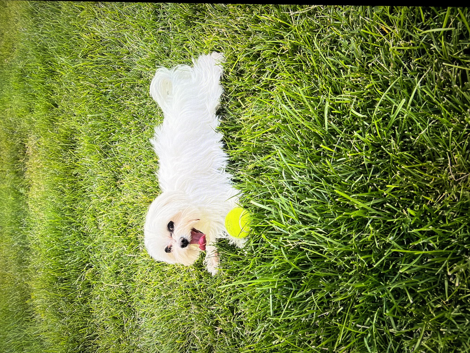 A small, white, fluffy dog is lying on bright green grass with its mouth open and tongue hanging out, appearing to be panting or excited. A bright yellow tennis ball rests in the grass just in front of the dog. The grass is well-maintained and appears to be a lawn. The image does not contain any information that would indicate the location in the city of Kotelniki, Russia.