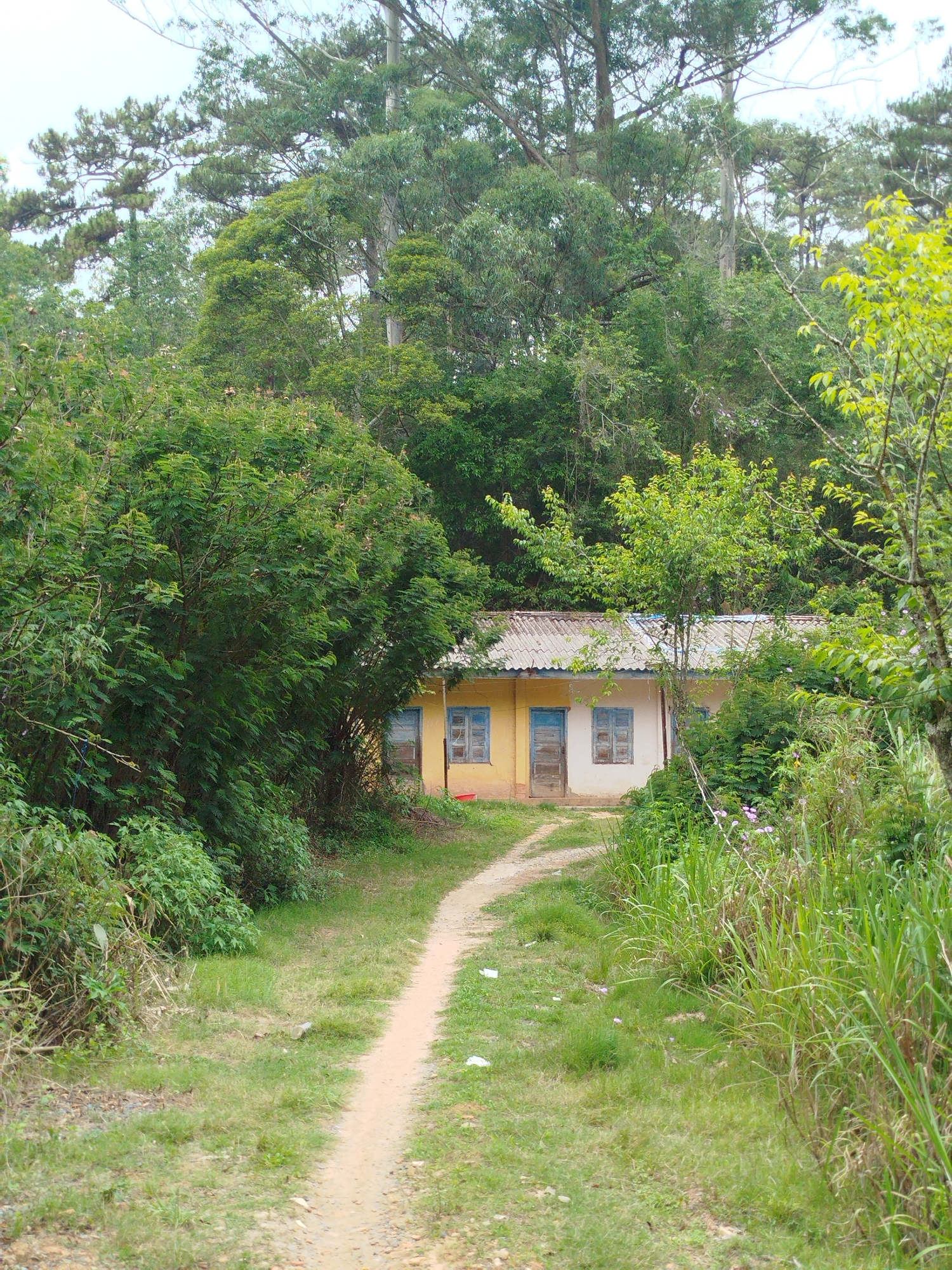 A dirt path leads to a small, one-story building nestled amongst lush greenery and tall trees in Lang Biang, Đà Lạt, Vietnam. The building is painted yellow with blue window frames and a tiled roof. Dense foliage surrounds the building, obscuring some of its facade. The path is dirt and grass. The background features a dense forest of trees.
