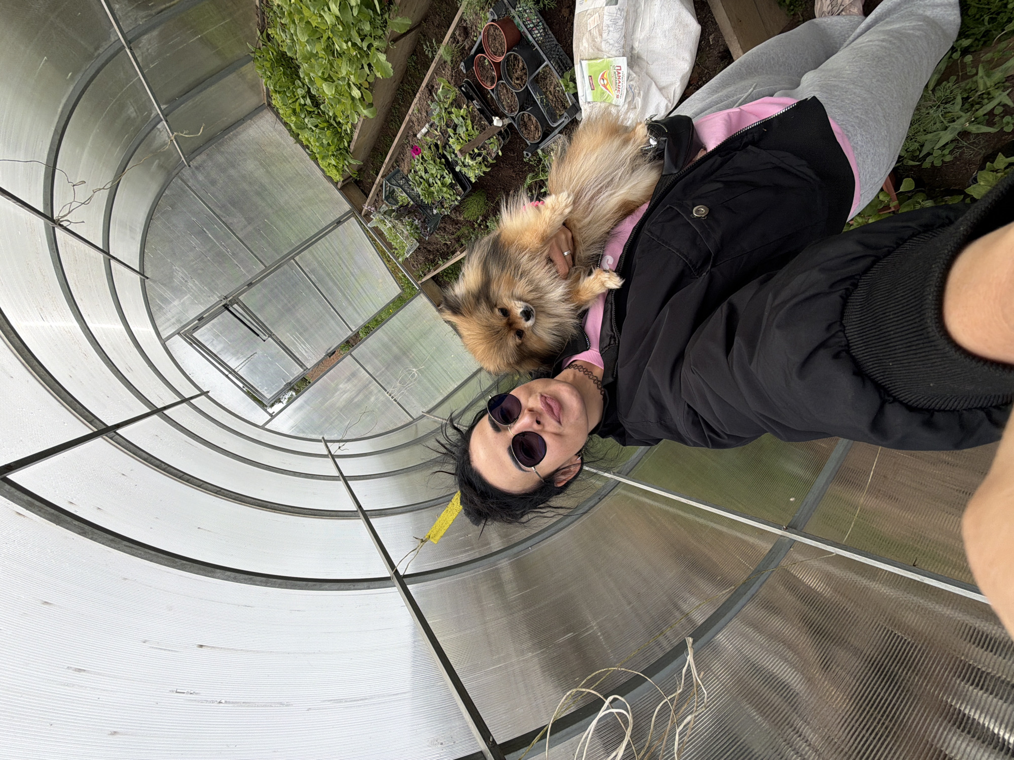 A woman is in a greenhouse with a small dog. The woman wears sunglasses, a black jacket over a pink shirt, and grey sweatpants. She is holding the dog, a Pomeranian, which lies on her chest. To the woman's left is a raised bed with plants in containers and a bag of soil. The greenhouse has a metal frame and translucent plastic panels. The location is likely Бронница, Russia.