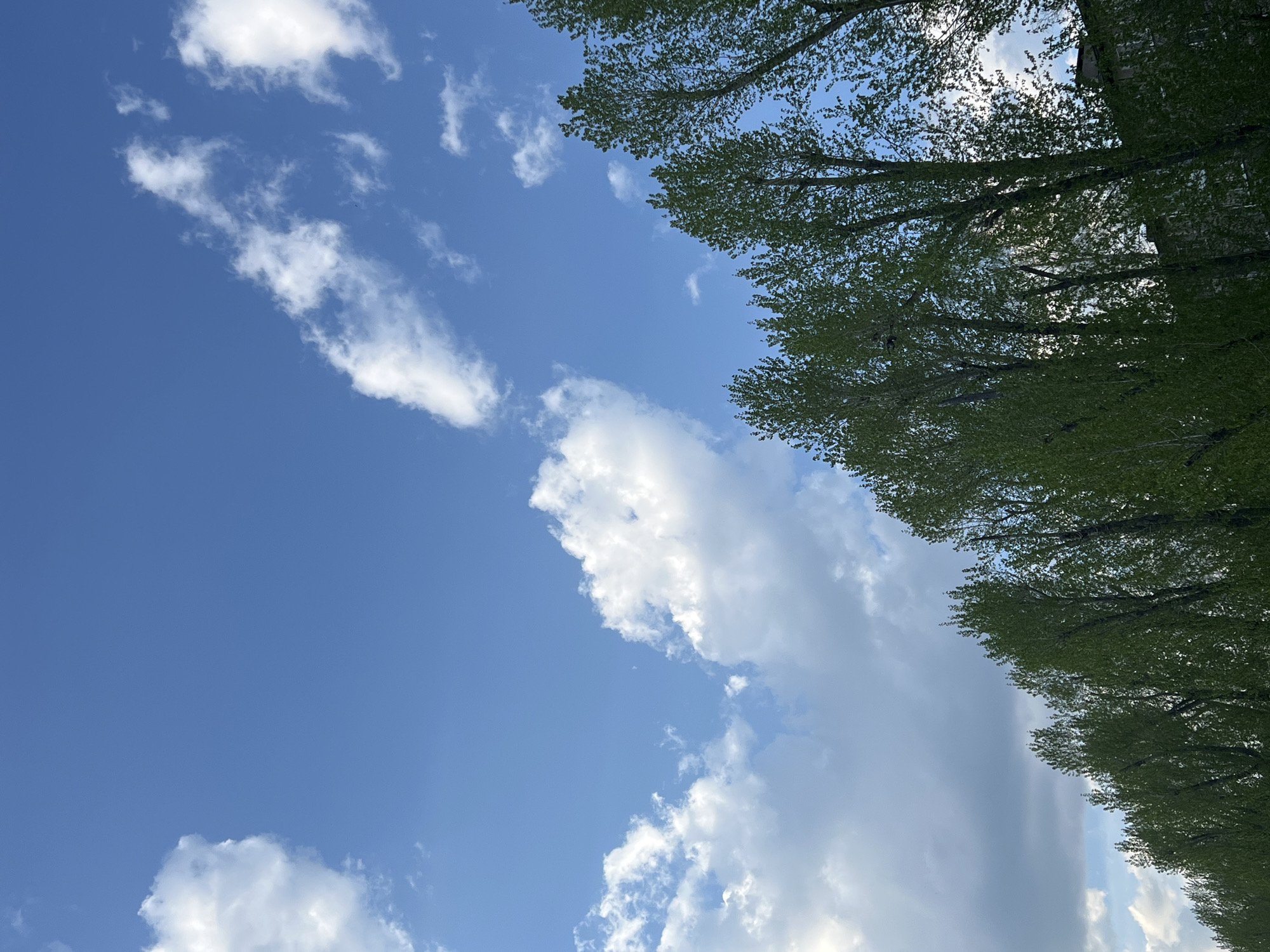 The image shows a view looking up at a blue sky with white clouds. Along the right side of the frame are the tops of trees with green leaves. The location is Perm, Russia.