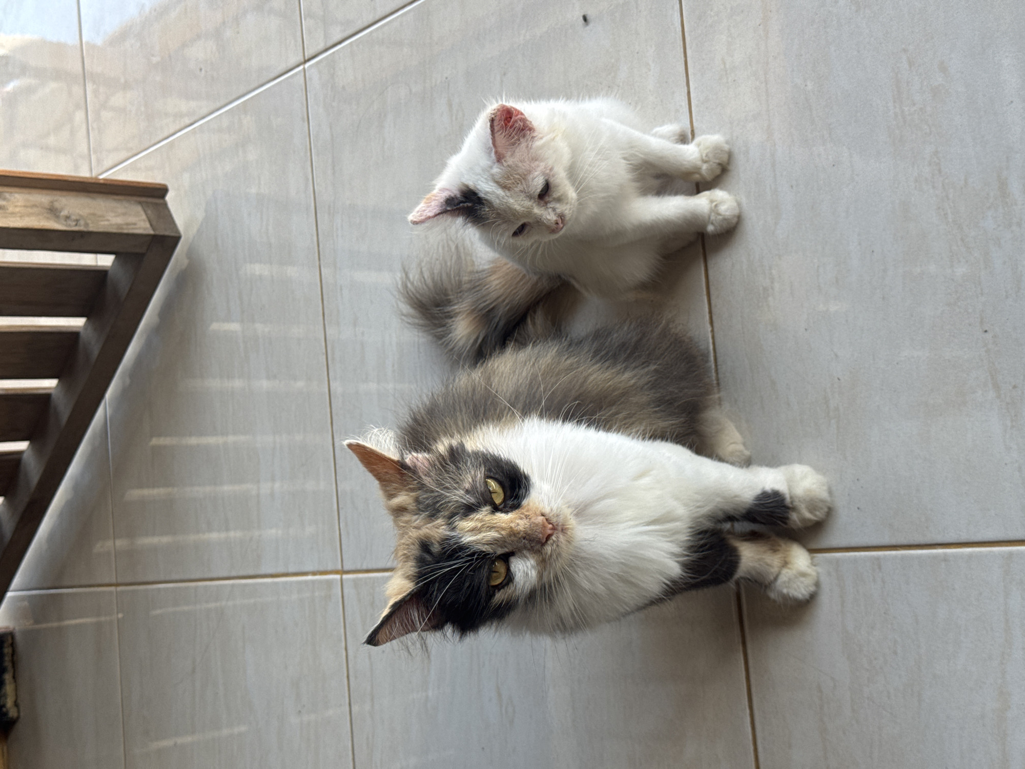 Two cats are sitting on a tiled floor outdoors. A larger, calico-colored cat with a fluffy tail is on the left, looking directly at the camera with yellow eyes. To its right, a smaller, white cat with pink-tipped ears is looking down and to the side. In the background, the bottom of a wooden structure with vertical slats is visible, casting shadows on the tiles. The environment appears to be a patio or walkway in Kertasari, Indonesia.