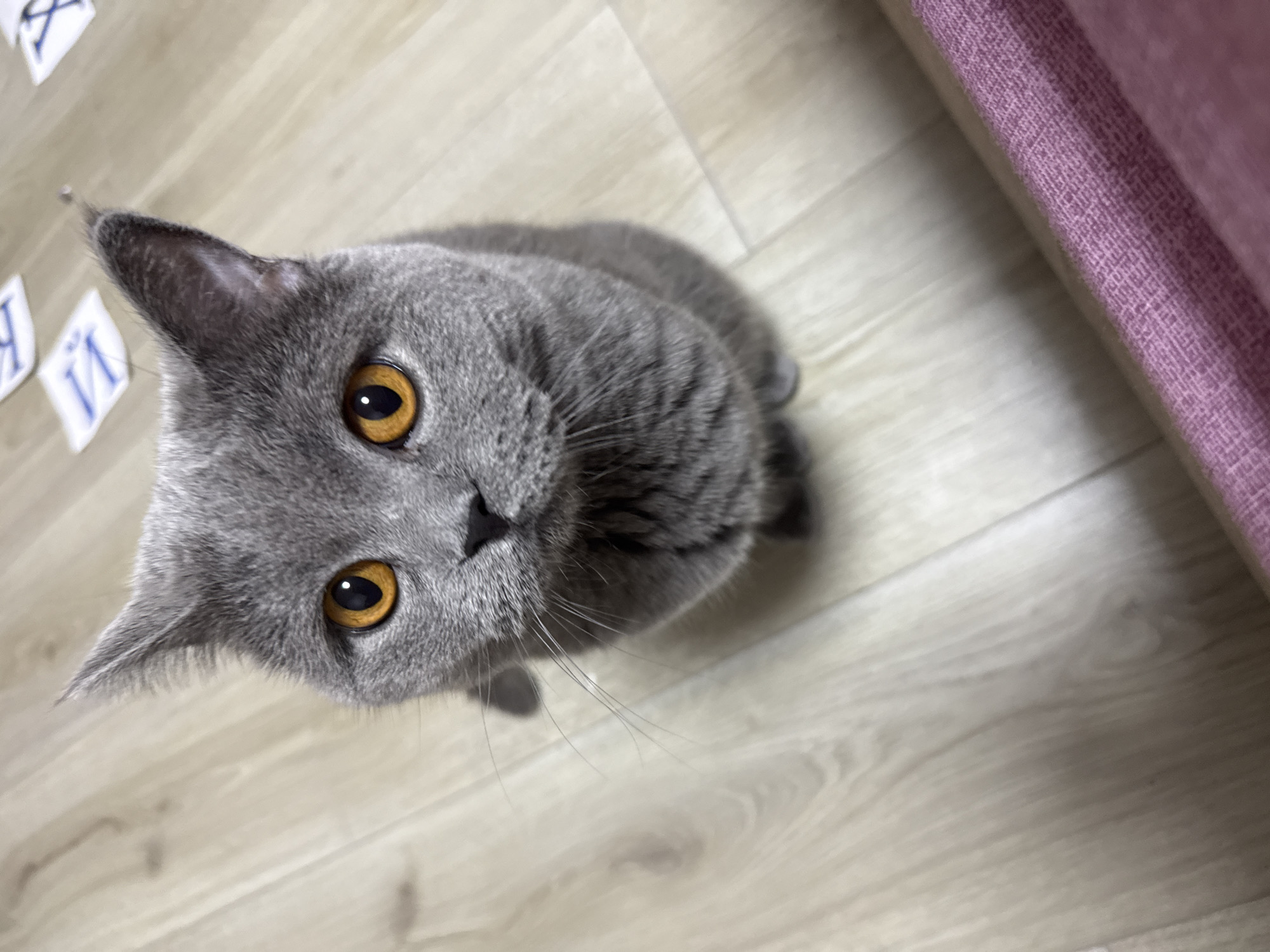 A close-up, eye-level shot captures a British Shorthair cat with dense, grey fur and striking amber eyes. The cat is sitting on a light-colored wooden floor, looking directly at the camera with an attentive expression. Its whiskers are prominent against its grey face. The background shows a light wooden floor with a subtle grain pattern. In the upper right portion of the image, several white square paper cutouts with blue Cyrillic letters are visible. A hint of a pink textured fabric lies in the lower right corner of the frame. The image does not contain any elements that would suggest a specific location in Odesa, Ukraine.