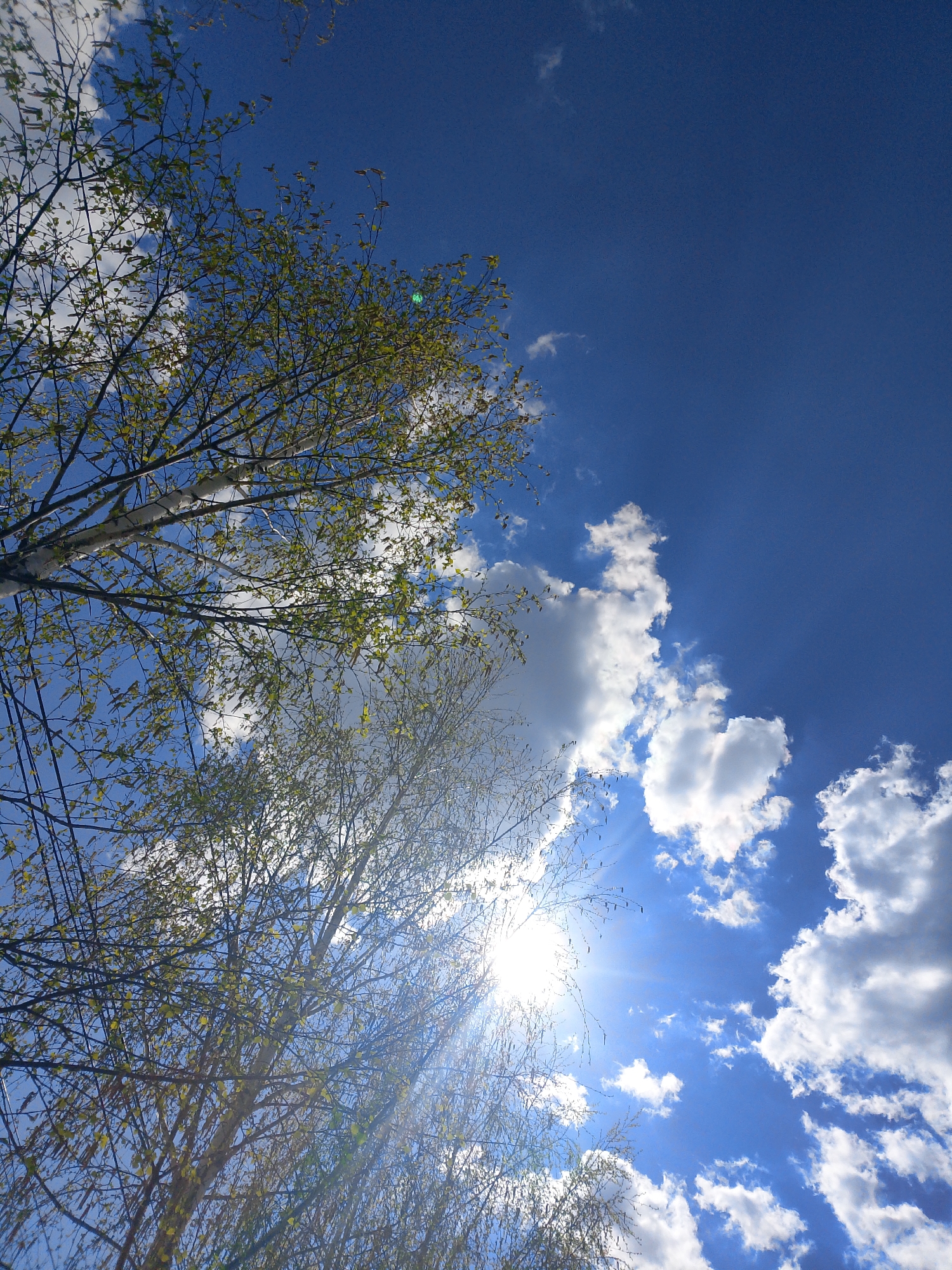 The image shows a low-angle view of a blue sky with scattered cumulus clouds and the tops of birch trees. The sun is visible through the branches, creating a bright glare. The location is consistent with the city of Chaikovsky, Russia, considering the presence of birch trees, which are common in the region. There are no people visible in the image.