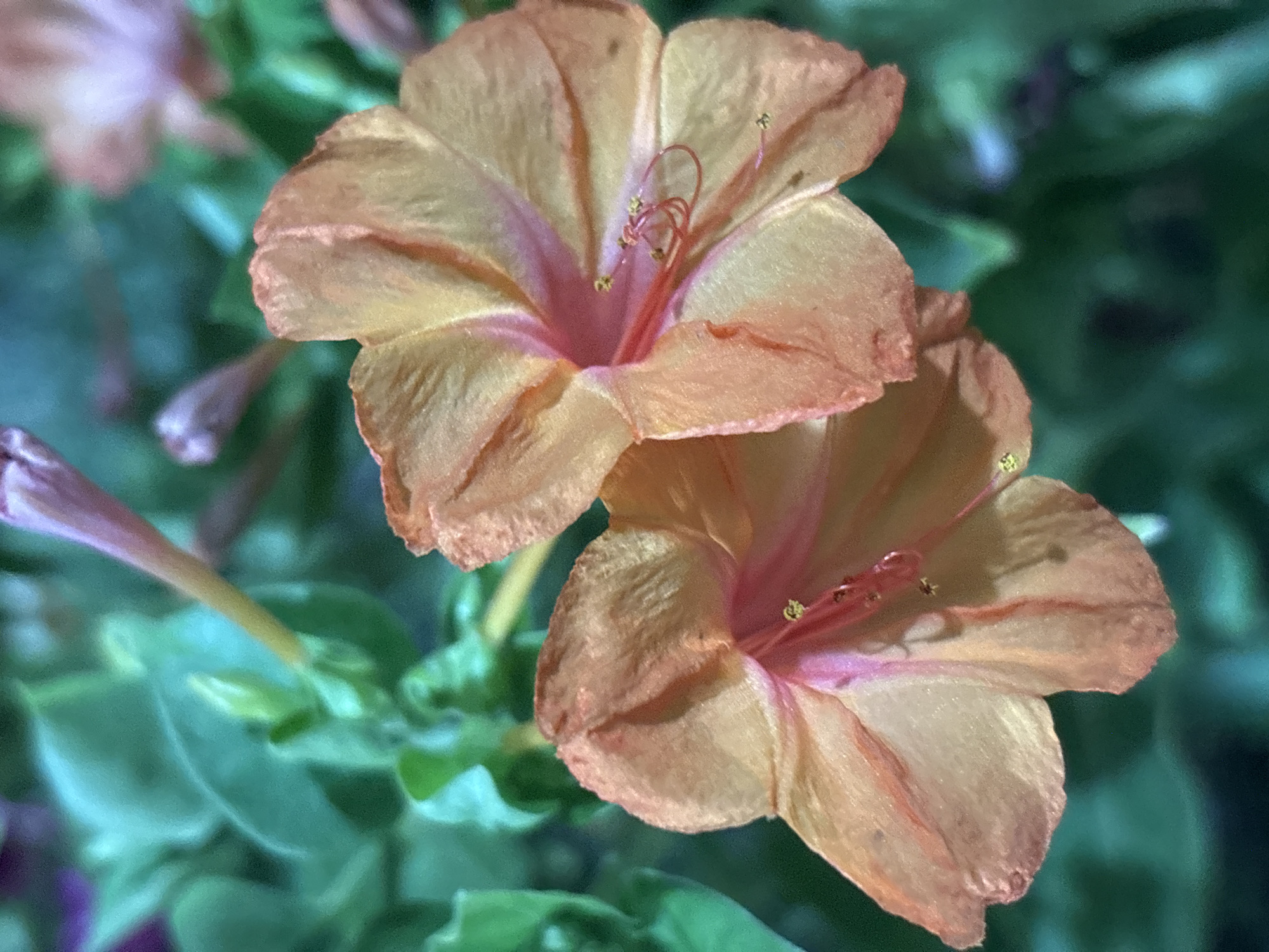 The image is a close-up, high-angle shot of two blooming Mirabilis jalapa flowers, commonly known as four o'clocks, in an outdoor setting. The flowers are a vibrant peachy-orange color with streaks of pink radiating from the center. The stamens are visible, with tiny golden pollen grains. The background consists of blurred green foliage and some unopened buds, suggesting a garden or natural environment. The lighting highlights the delicate texture of the petals. There is no indication of a specific location in the city of Taraz, Kazakhstan.