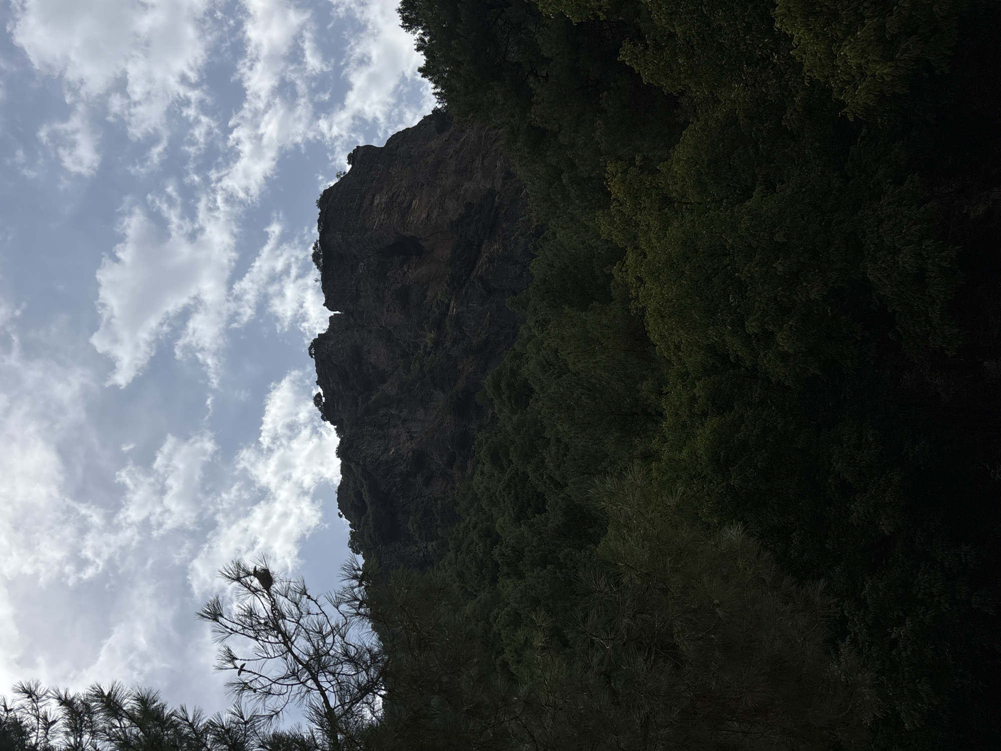 The image shows a rocky mountain peak shrouded in lush green trees, set against a cloudy sky. The mountain is dark and imposing, with rugged cliffs and sparse vegetation clinging to its surface. The trees in the foreground and midground are dense and vibrant, creating a striking contrast with the bare rock of the mountain. The sky is a mix of blue and white, with scattered clouds that suggest a dynamic weather system. This scene appears to be in a natural, undeveloped area, likely within a mountainous region. The provided context suggests this location is in Riópar, Spain. There are no people or visible animals in the image.