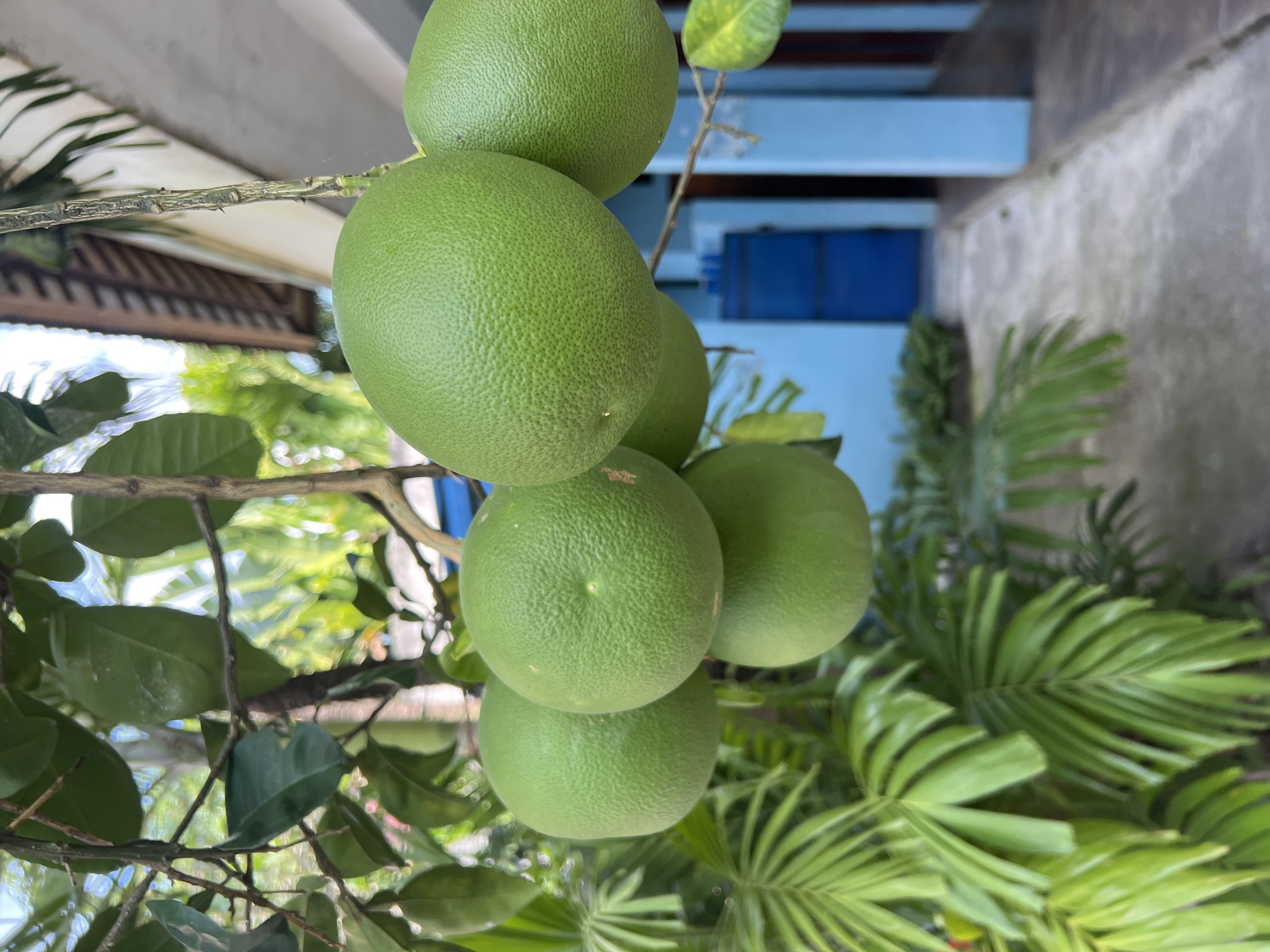 In North Kuta, Indonesia, a close-up shot captures a cluster of unripe green pomelos hanging from a branch. The pomelos, with their textured rind, dominate the foreground. To the left, lush green palm fronds create a vibrant backdrop. In the background, a portion of a building with blue walls and dark doorways is visible, suggesting an outdoor area near a structure. The lighting is bright, indicating daylight.