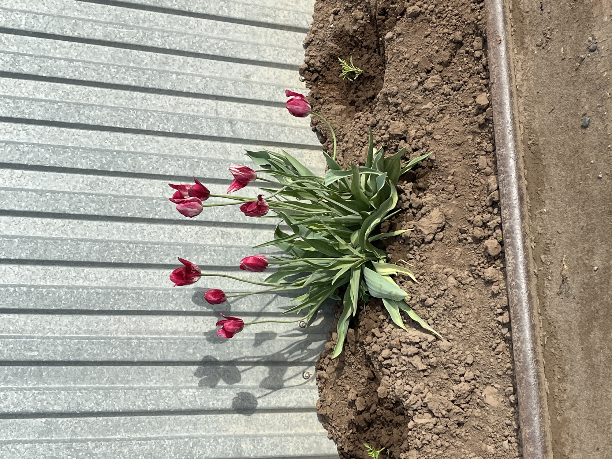 A cluster of dark pink tulips with green leaves grows from a plot of brown soil. The tulips lean toward a corrugated gray metal wall. The soil is dark and clumpy. A weathered metal pipe runs along the edge of the soil bed. The location is Chaikovsky, Russia.