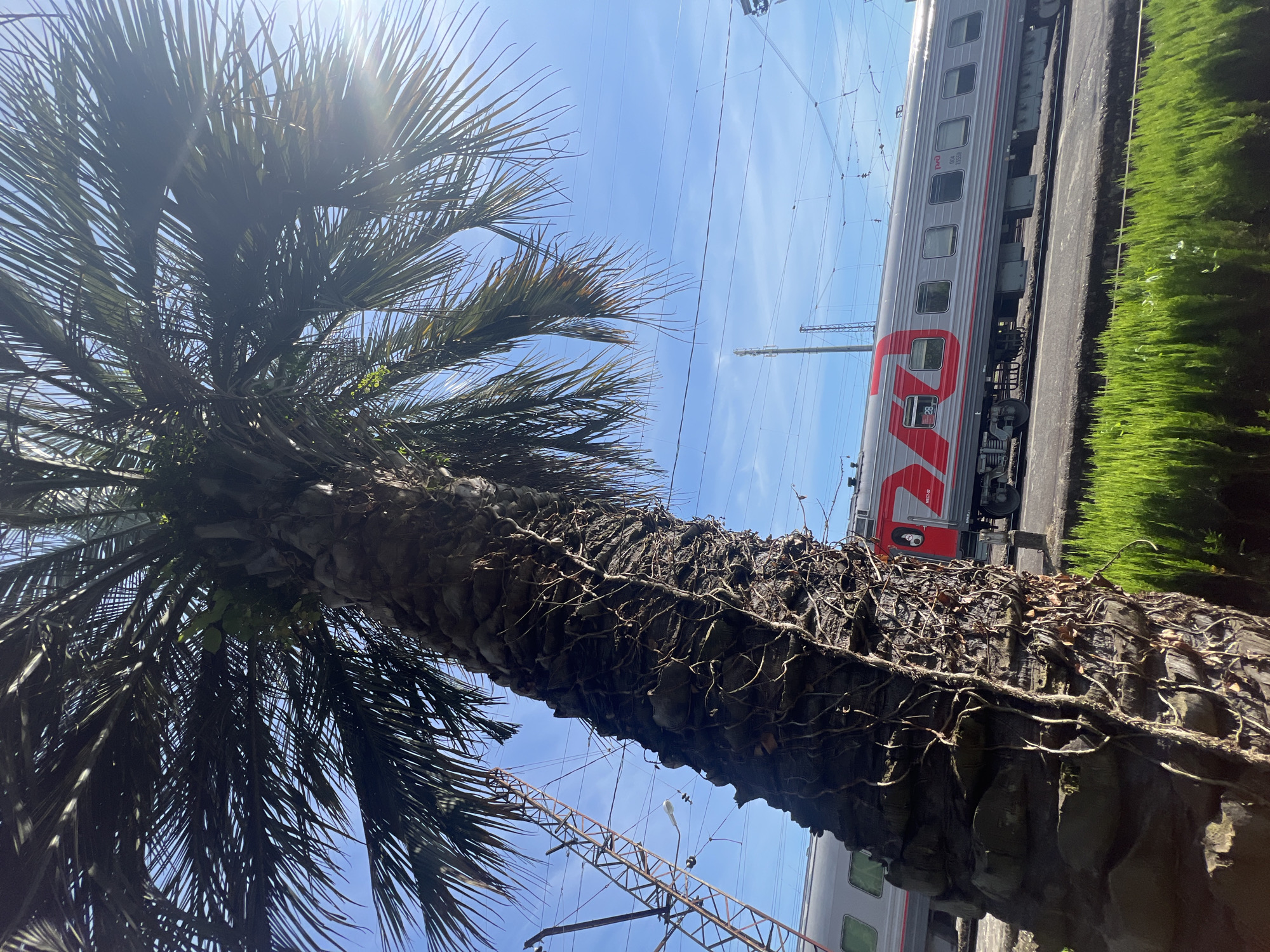 An outdoor, low-angle photograph captures a scene in the city of Unknown, Unknown, featuring a large palm tree in the foreground on the left. The palm tree has a thick, dark, textured trunk with visible roots or vines growing on its surface, and dense fronds silhouetted against a clear blue sky due to strong backlighting from the upper right, which also produces lens flare. In the mid-ground, a grey passenger train, marked with the red 'РЖД' logo on its side, is positioned on railway tracks. Multiple rectangular windows and a red door detail are visible on the train cars, which exhibit a red stripe running horizontally along the bottom. A strip of vibrant green, dense vegetation runs along the bottom edge of the frame, in front of the tracks. Numerous overhead electrical wires crisscross the sky, and a distant metal lattice structure is partially visible on the left. The sun is clearly visible in the upper right quadrant of the sky.