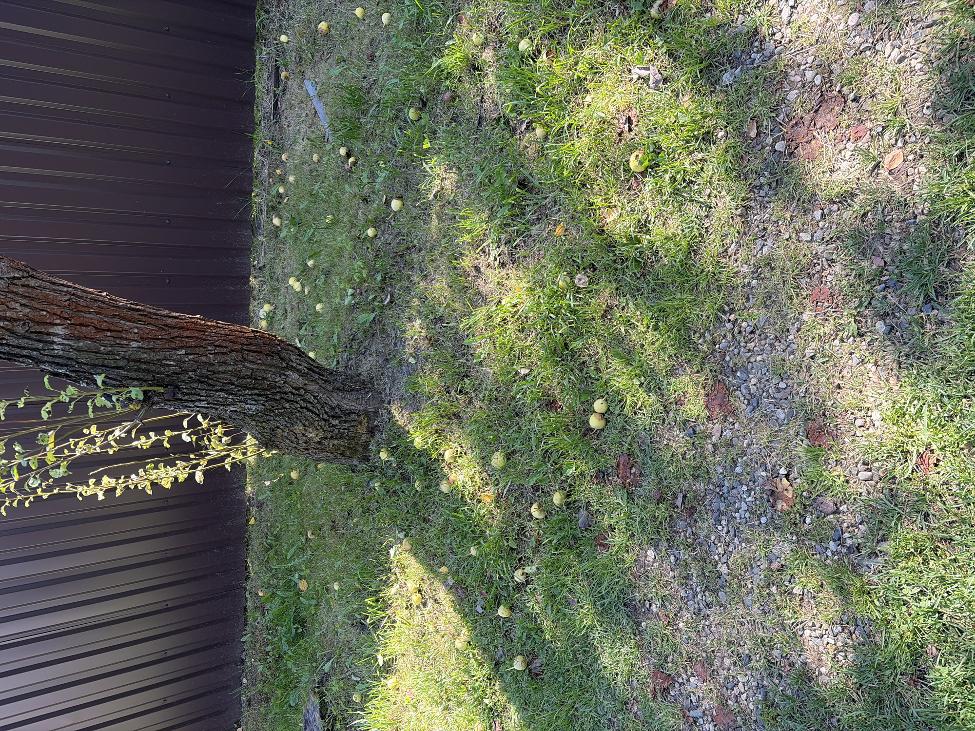 The image depicts a ground-level view of a grassy area next to a dark brown corrugated metal fence. A tree trunk with textured bark is visible on the left side of the frame, with its branches extending to the left and upwards. The ground is covered in green grass, interspersed with small pebbles and fallen leaves. Scattered across the grass are numerous small, round, yellow fruits, likely apples that have fallen from the tree. Sunlight casts shadows across the scene, suggesting it is a bright day. The setting appears to be an outdoor space, possibly a backyard or garden, with the fence indicating a boundary. No people or text are visible in the image. The overall impression is one of a natural, autumnal scene, with ripe fruit having fallen to the ground.
