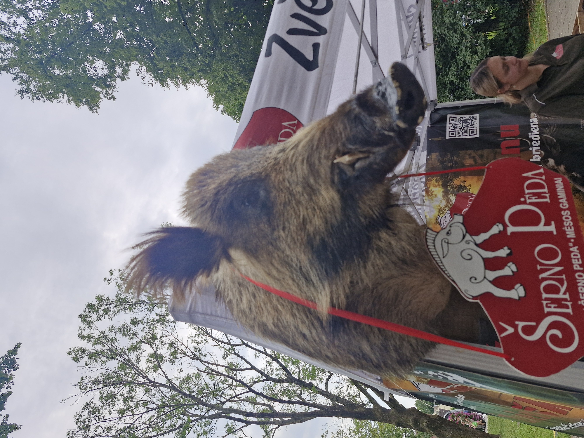 A close-up, low-angle outdoor shot focuses on the taxidermied head of a wild boar, positioned prominently in front of a white tent with black lettering that reads "Zve." The boar's head, with its bristly fur and bared teeth, is the primary subject. A red string hangs from the boar's snout, attaching it to a red, heart-shaped sign with a white outline of a boar and the white lettering "SERNO PEDA" and "ČERNO PEDA - MESOS GAMINIAI." Behind the tent, lush green trees form a natural backdrop under a cloudy sky. To the right of the tent, a woman with blonde hair pulled back in a ponytail, wearing a dark green polo shirt with a logo on the left breast, is visible. The scene appears to be an outdoor market or festival in Klaipėda, Lithuania, indicated by the presence of the tent, the sign with local language text, and the general outdoor setting typical of such events.