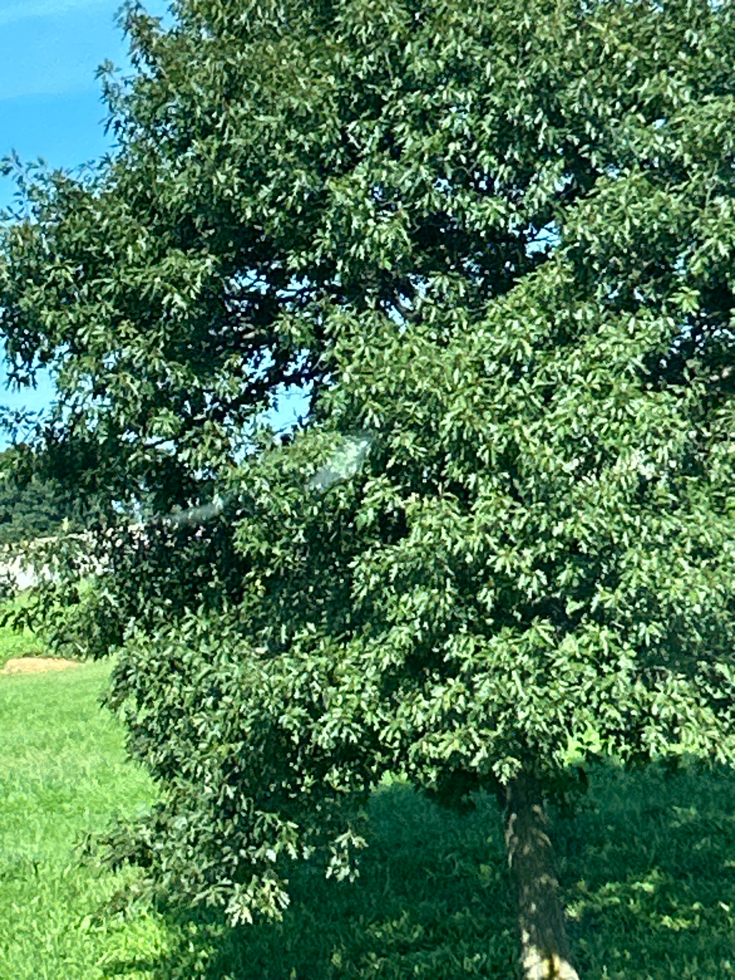A medium shot shows a large, leafy green tree with a brown trunk in the foreground, set against a bright blue sky. The tree's branches are dense with foliage, and some lighter, wispy strands, possibly spiderwebs, are visible in the mid-section of the tree. The ground below the tree is covered in vibrant green grass. In the background, a line of darker green trees is visible on the horizon. The scene appears to be outdoors, likely in a park or residential area in Collier Township, United States of America. There are no people or animals visible in the image. The lighting suggests it is daytime, possibly late morning or early afternoon.