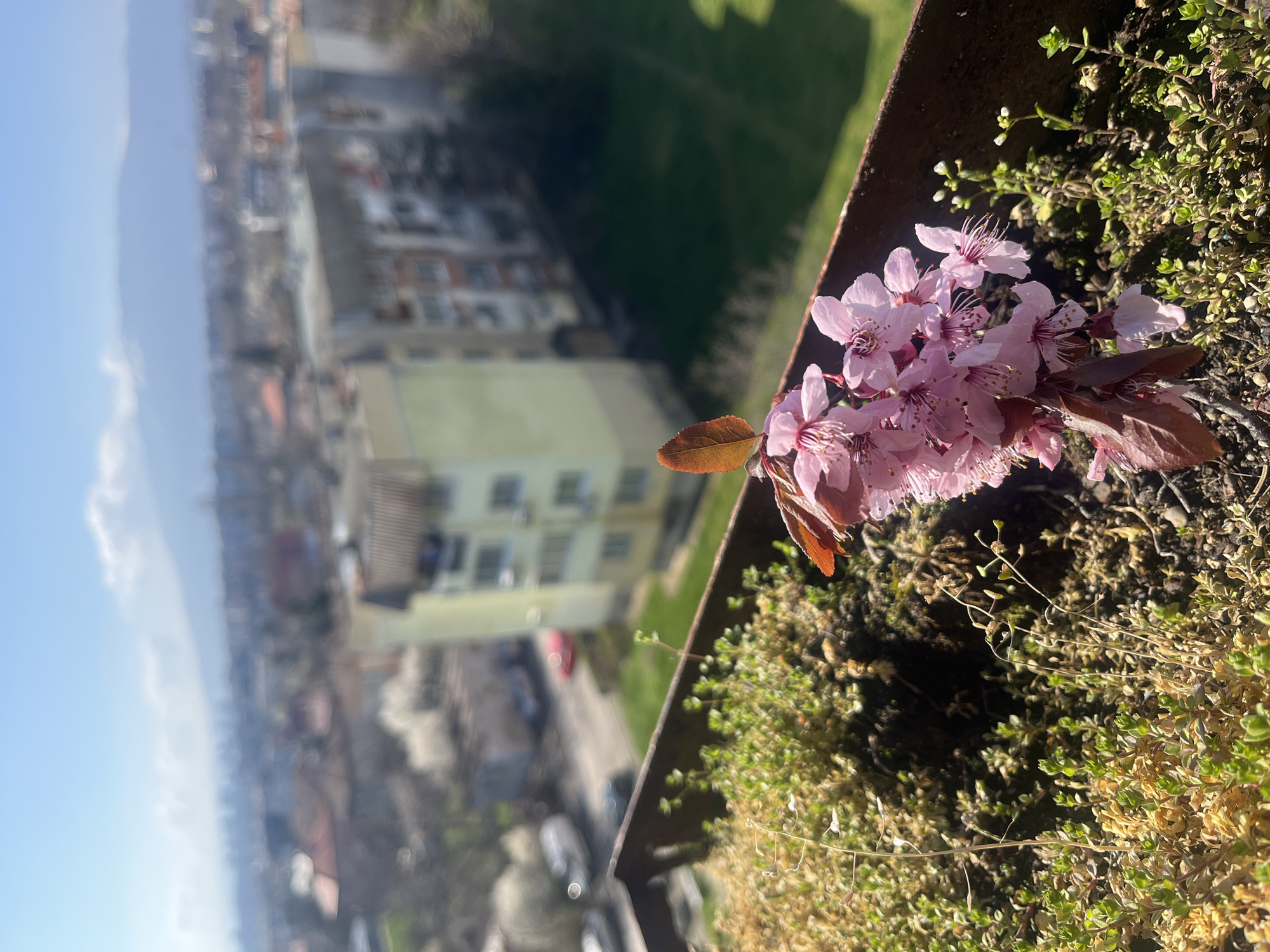 The image shows a cluster of pink cherry blossoms growing on a ledge or balcony overlooking a blurred cityscape. The ledge also contains small green plants and soil. The background reveals urban buildings, possibly residential, with hints of green spaces. The sky is blue with some clouds. The city is most likely Sofia, Bulgaria.