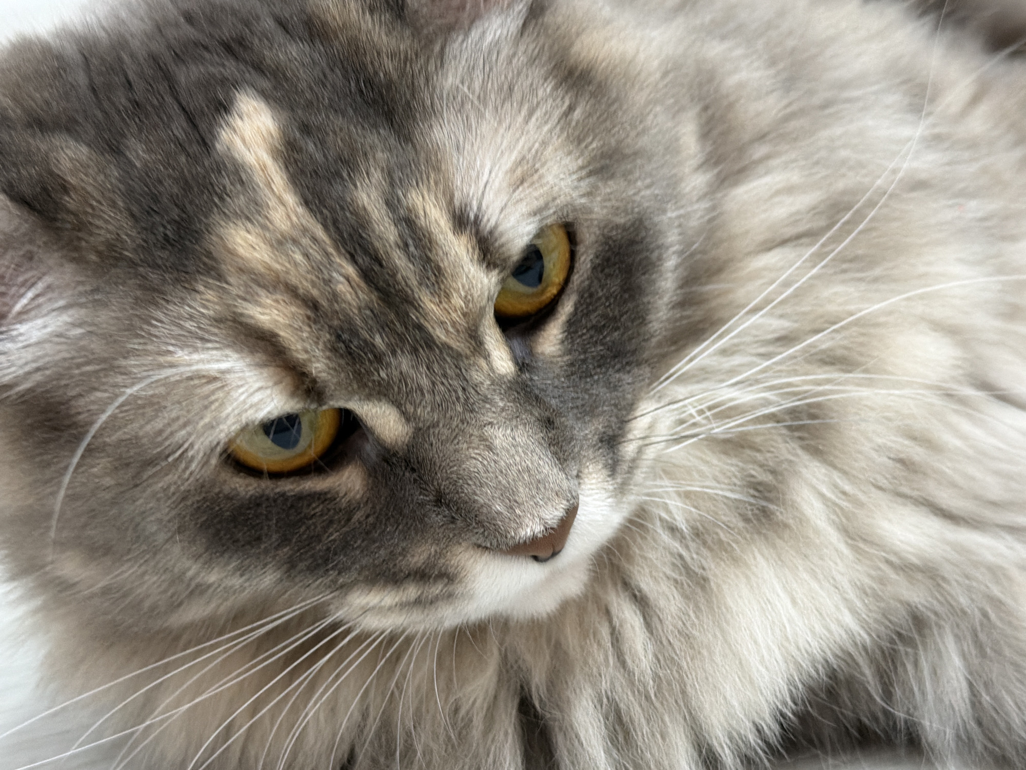 The image is a close-up, high-angle shot of a cat's face. The cat has long, fluffy fur with a mix of gray, brown, and cream colors. Its eyes are open and have a yellow-green iris with a dark pupil. The cat's nose is dark brown, and its whiskers are long and white. The background is a plain, light color, possibly white or light gray, and is out of focus. The image does not contain any identifiable landmarks or contextual information that would place it in Izhevsk, Russia, or any other specific location.