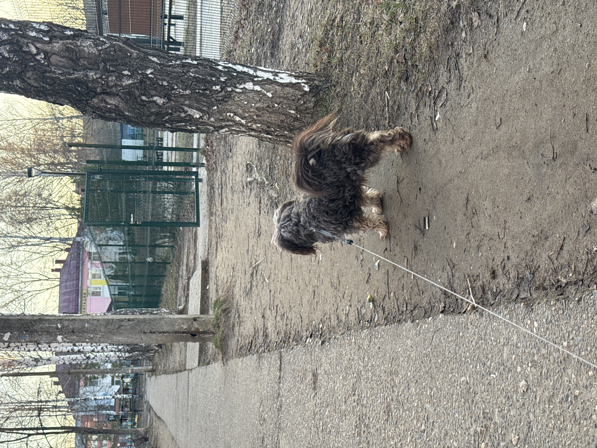 The image captures a scene along a sidewalk in what appears to be the city of Chaikovsky, Russia, based on the presence of Cyrillic text visible on a building in the background. The primary subject is a small, brown, shaggy dog standing beside the base of a birch tree. The dog is leashed. The setting is a park-like area with trees, dirt, and a paved walkway. A green fence is visible in the background, as well as some buildings. The overall impression is that the photo was taken during a walk with the dog in a residential area or park.