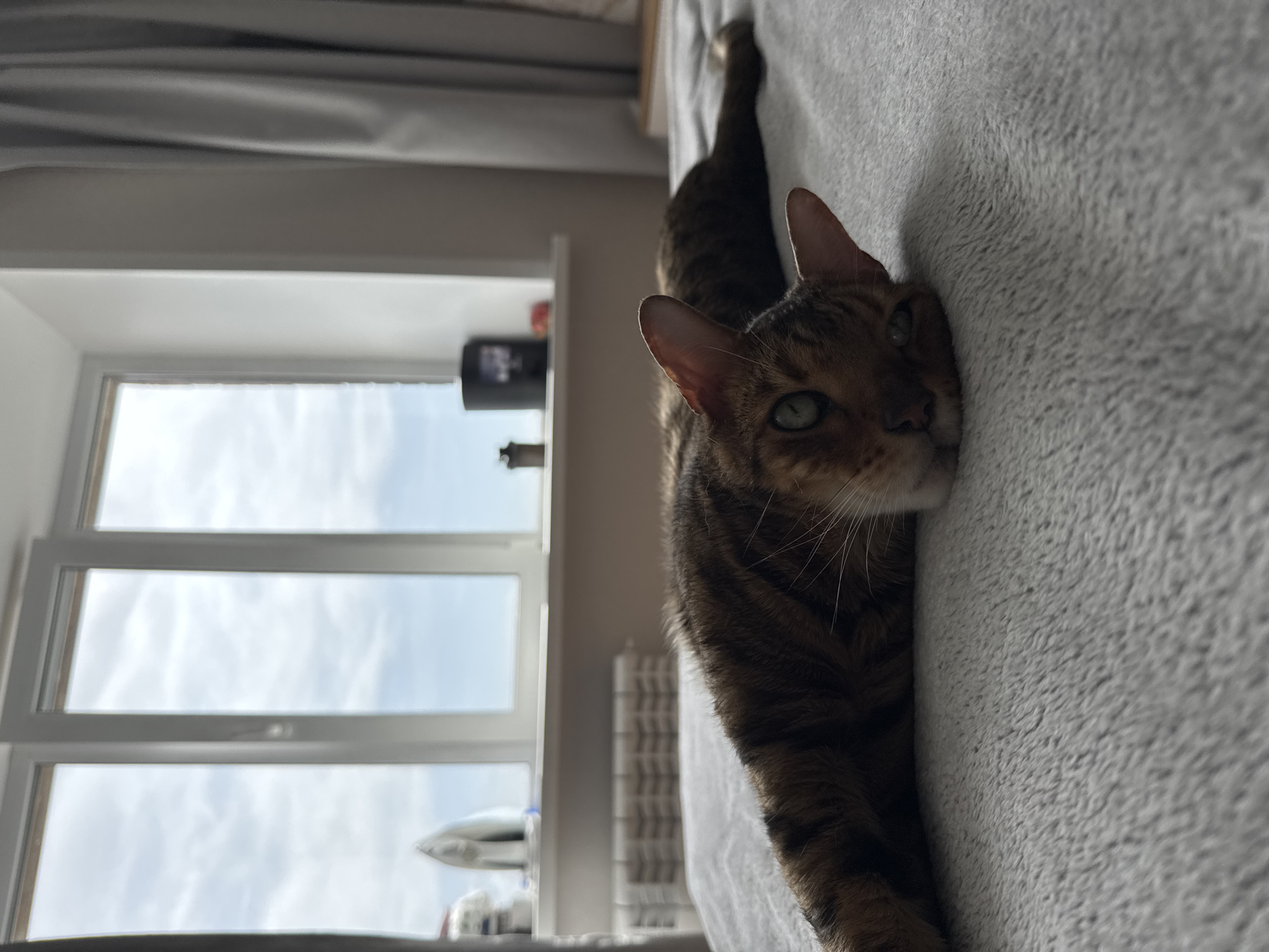 A close-up, angled indoor shot shows a brown tabby cat lying on a gray textured surface, likely a blanket or bedspread. The cat's head rests on the surface, facing slightly upward with its ears perked. The cat's body extends partially into the frame. To the left of the cat, a window with a white frame and multiple panes is visible, providing a view of a cloudy sky. A few objects, possibly containers or decor, are arranged on the windowsill. A radiator stands beneath the window. The location is presumed to be Unknown, Unknown.