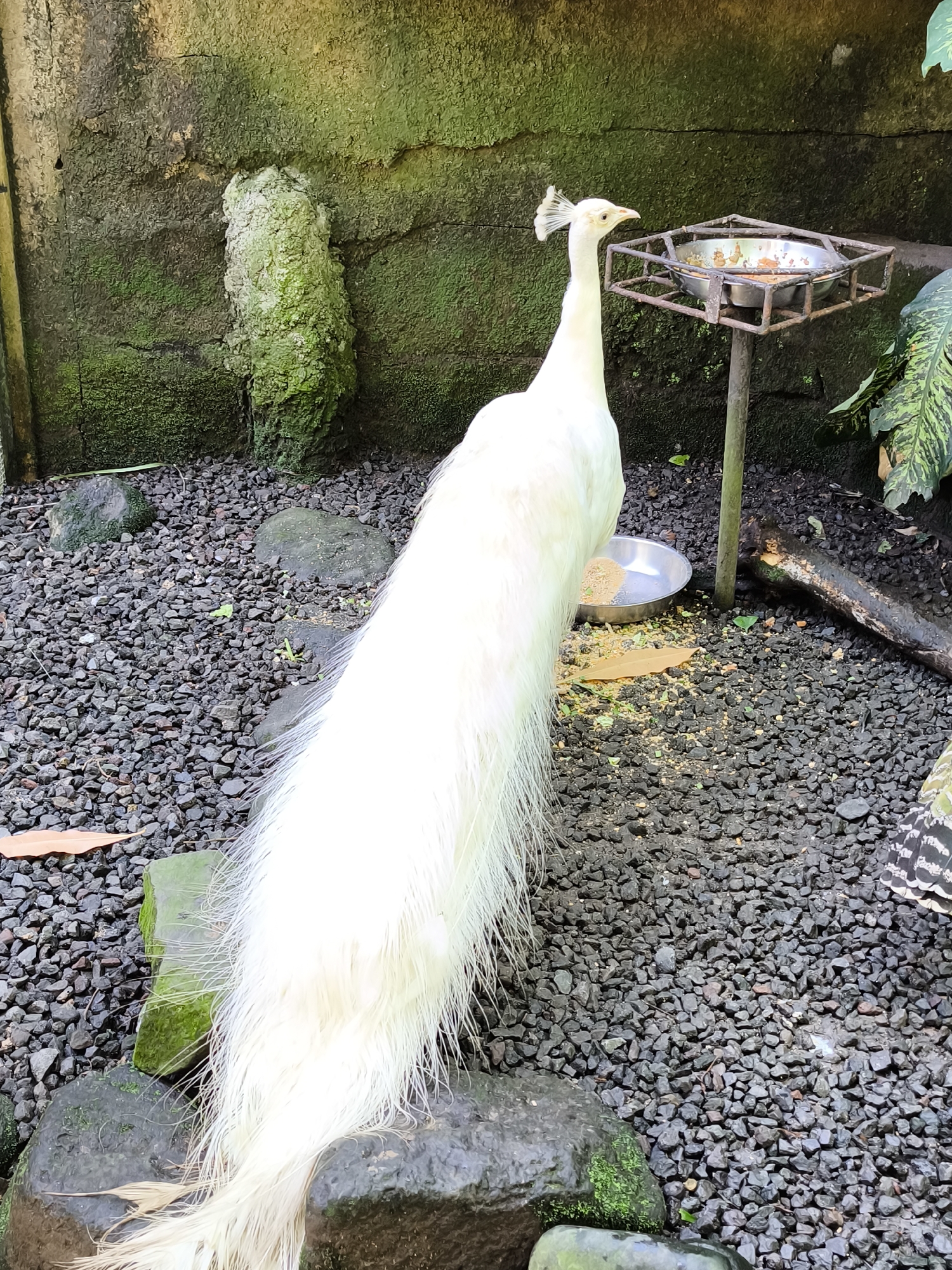 An albino peacock stands on a gravelly ground in front of a moss-covered concrete wall. The peacock, facing left, has long, white tail feathers that trail behind it, and a crest of white feathers on its head. A metal feeder filled with food is positioned on a stand to the right of the peacock's head. A second, smaller metal bowl lies on the ground to the peacock's left. Large rocks, some covered in moss, are scattered on the ground. The background consists of a moss-covered concrete wall, and some green foliage is visible to the far right. The scene is likely from a zoo or sanctuary in Sukawati, Indonesia.