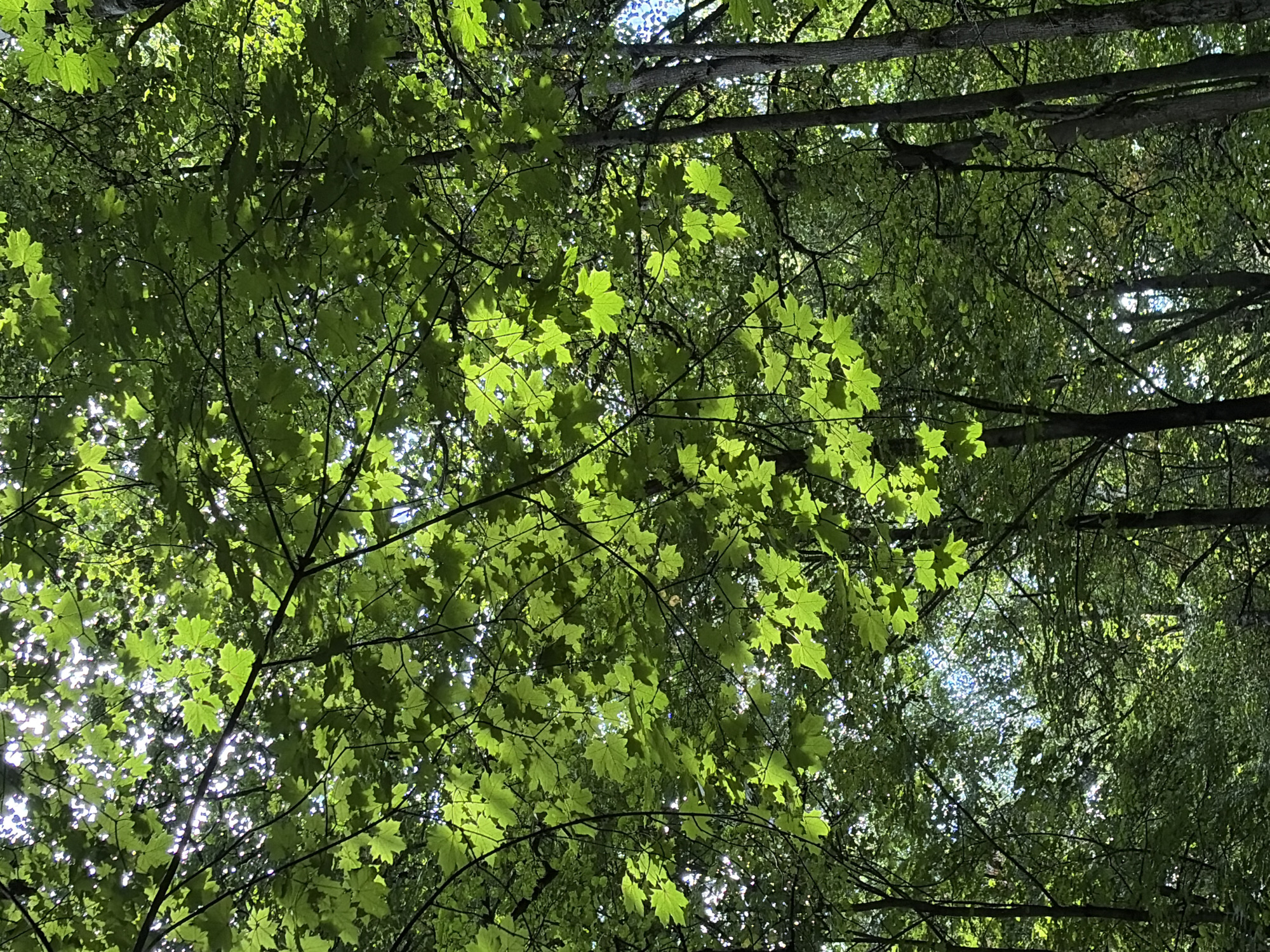 The image depicts a dense forest canopy, with the sun's rays filtering through the vibrant green leaves. The perspective is looking upwards, from beneath the trees. The leaves are predominantly maple leaves, characterized by their palmate shape. The scene is a natural environment, and there are no people or man-made objects visible. It is not possible to determine the specific location in the city of Khimki, Russia, based solely on the visual information provided. The environment is characterized by lush vegetation and sunlight, creating a dappled light effect.