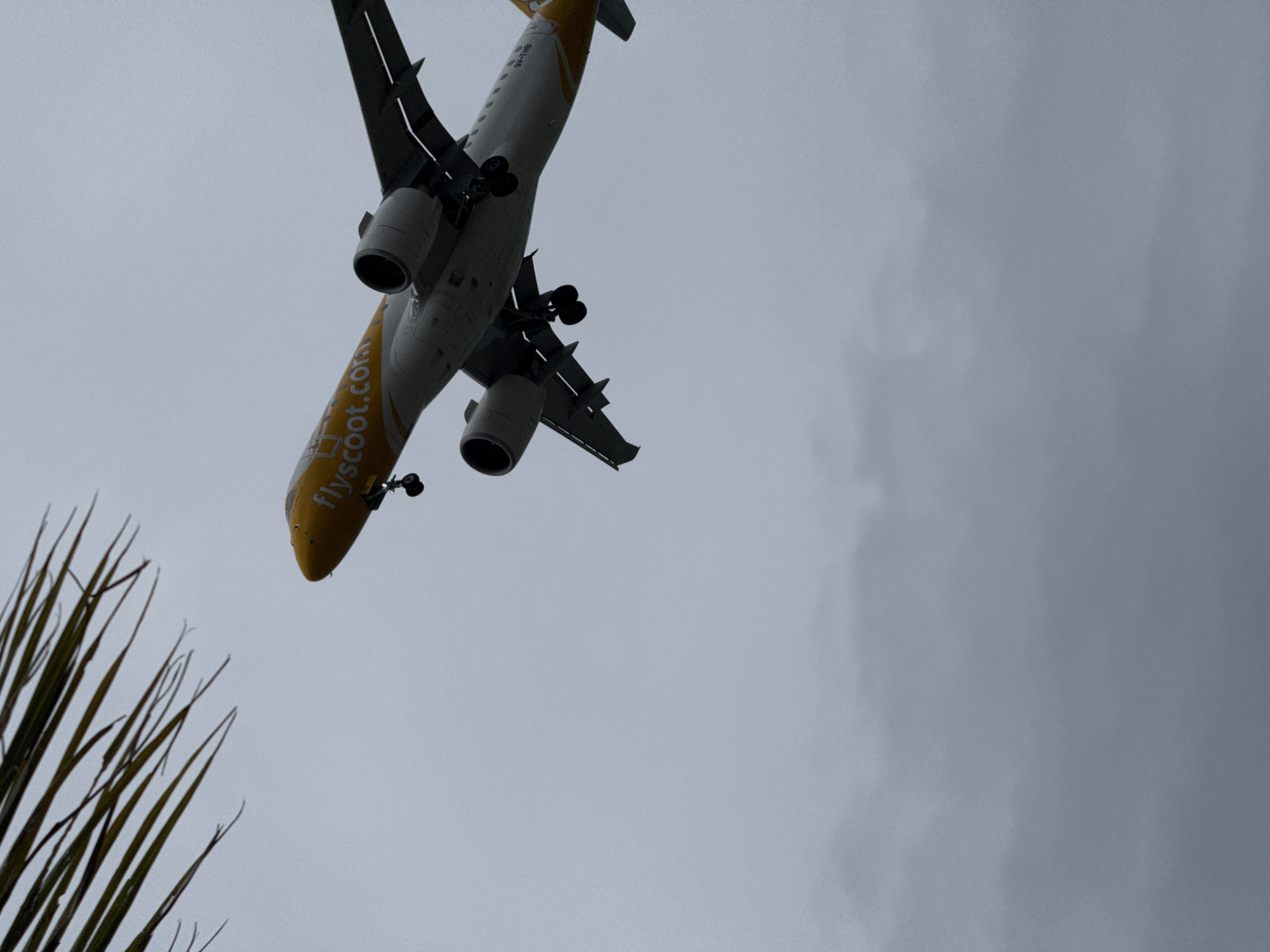 An airplane with the "flyscoot.com" logo on its fuselage is in mid-air, descending against a cloudy, overcast sky, likely in the vicinity of Ko Samui District, Thailand, given the presence of palm fronds in the upper left corner of the frame. The aircraft, a Scoot airline plane, has its landing gear extended. The overall color palette is muted due to the cloudy weather.