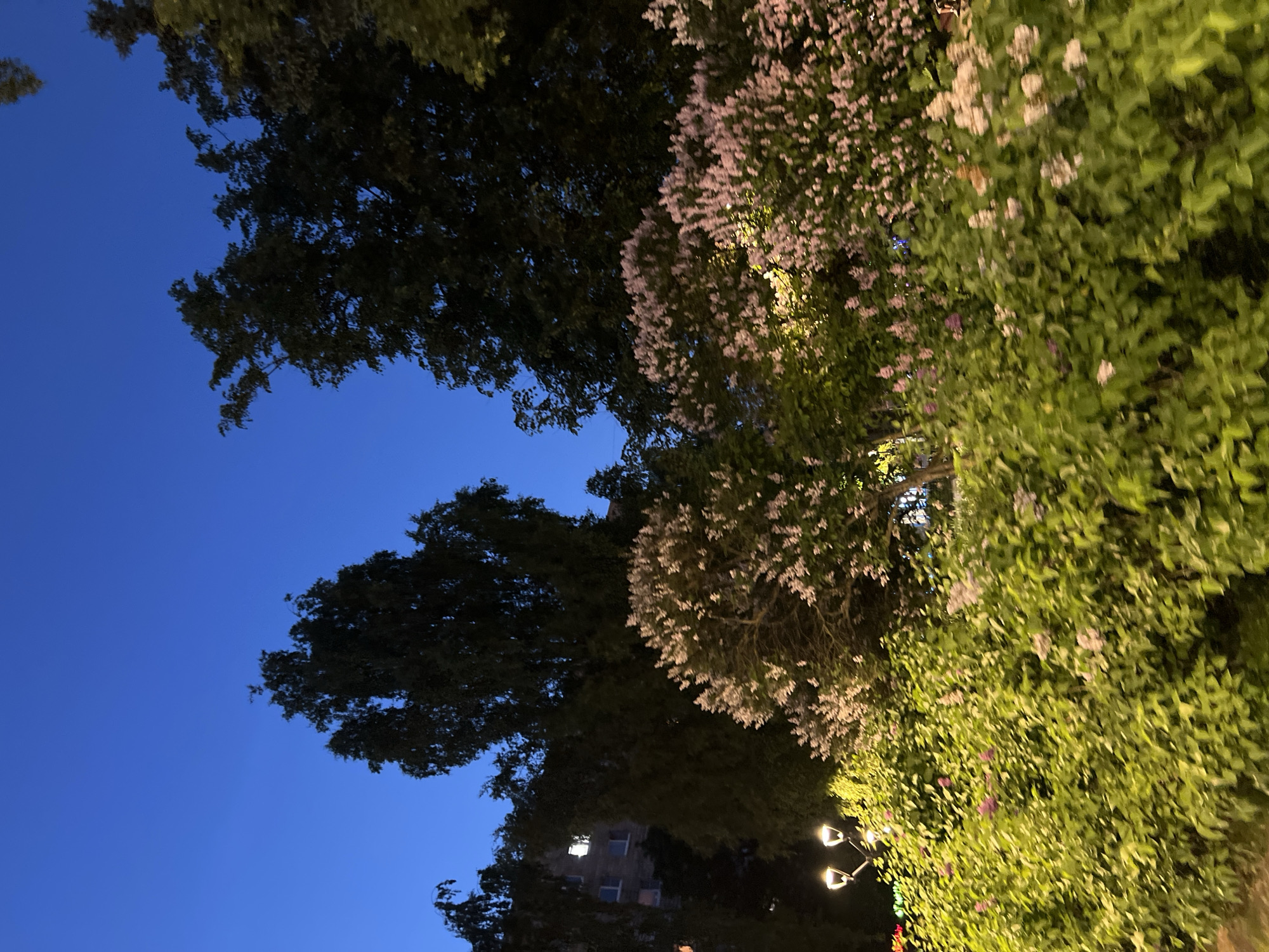 This is a nighttime photograph of a park or public garden area in Saint Petersburg, Russia. The sky is a deep twilight blue. In the foreground, there are dense bushes and trees, some with light-colored blossoms, possibly lilac. There is a streetlamp with two illuminated globes on the left side of the image. Behind the foliage, a building with illuminated windows is visible, suggesting an urban setting. The scene is illuminated by artificial light from the streetlamp and the building, as well as ambient light from the fading daylight. There are no people or animals visible in the image.
