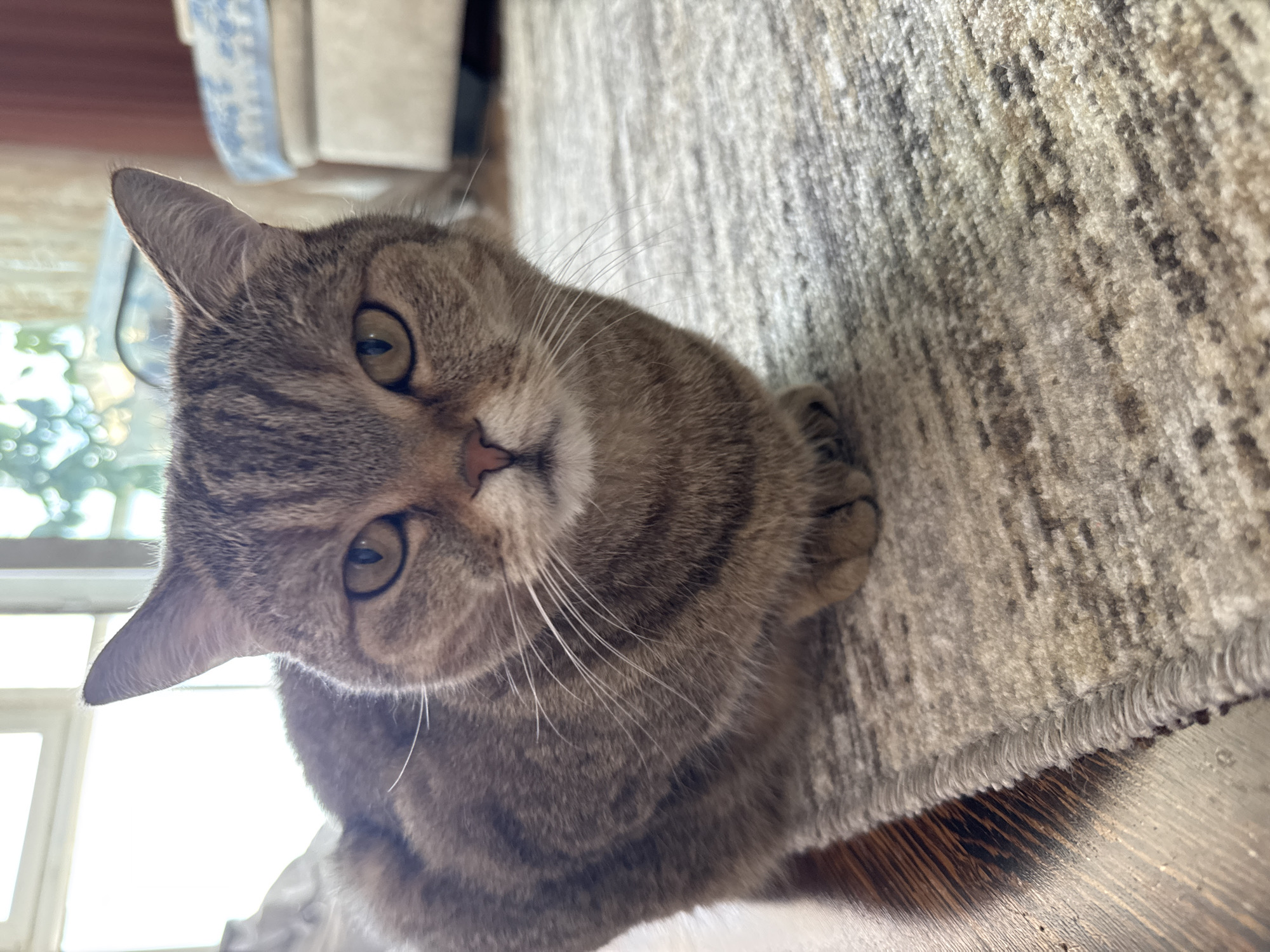 A close-up, tilted, eye-level shot depicts a gray tabby cat lying on a rug. The cat is positioned on the left side of the frame, angled towards the viewer. Its fur is a mix of gray and brown stripes. The cat has large, round, golden eyes and a small pink nose. Its paws are tucked beneath it, with only a portion visible. The rug is multi-toned, with varying shades of gray and beige, appearing textured. In the background, out of focus, are glimpses of furniture and possibly a window with greenery visible. The surface beneath the rug appears to be a wooden floor. The location and city are not discernible from the given image.