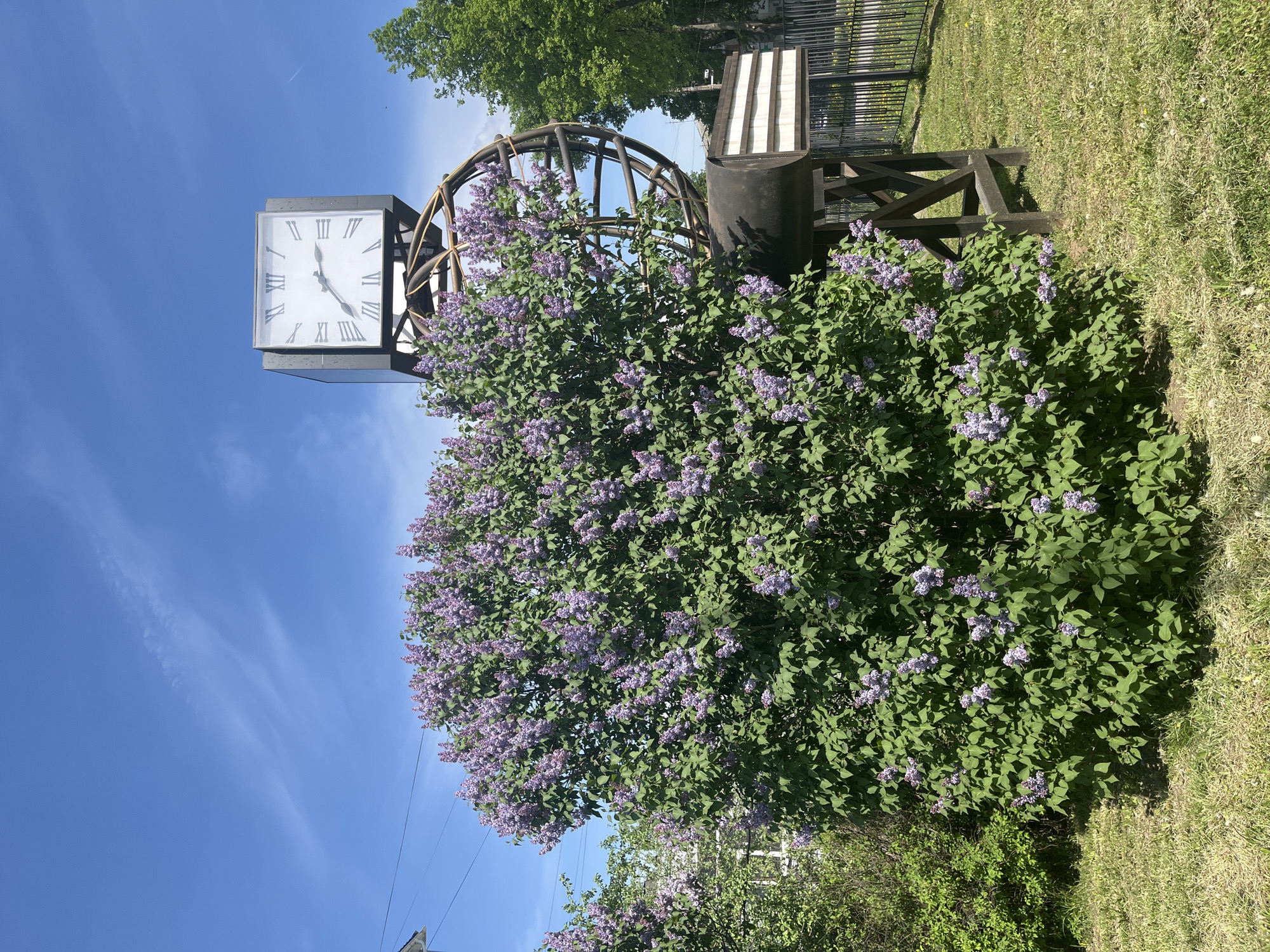 The image shows a public clock tower in the city of Chaikovsky, Russia, surrounded by a blooming lilac bush. The clock is square-faced, with Roman numerals. The tower has a metal structure around it, possibly decorative or structural. The lilac bush is full and flowering with purple blooms. The scene is outdoors, with grass visible and a blue sky in the background. There are some elements of the surrounding buildings and park fencing visible.