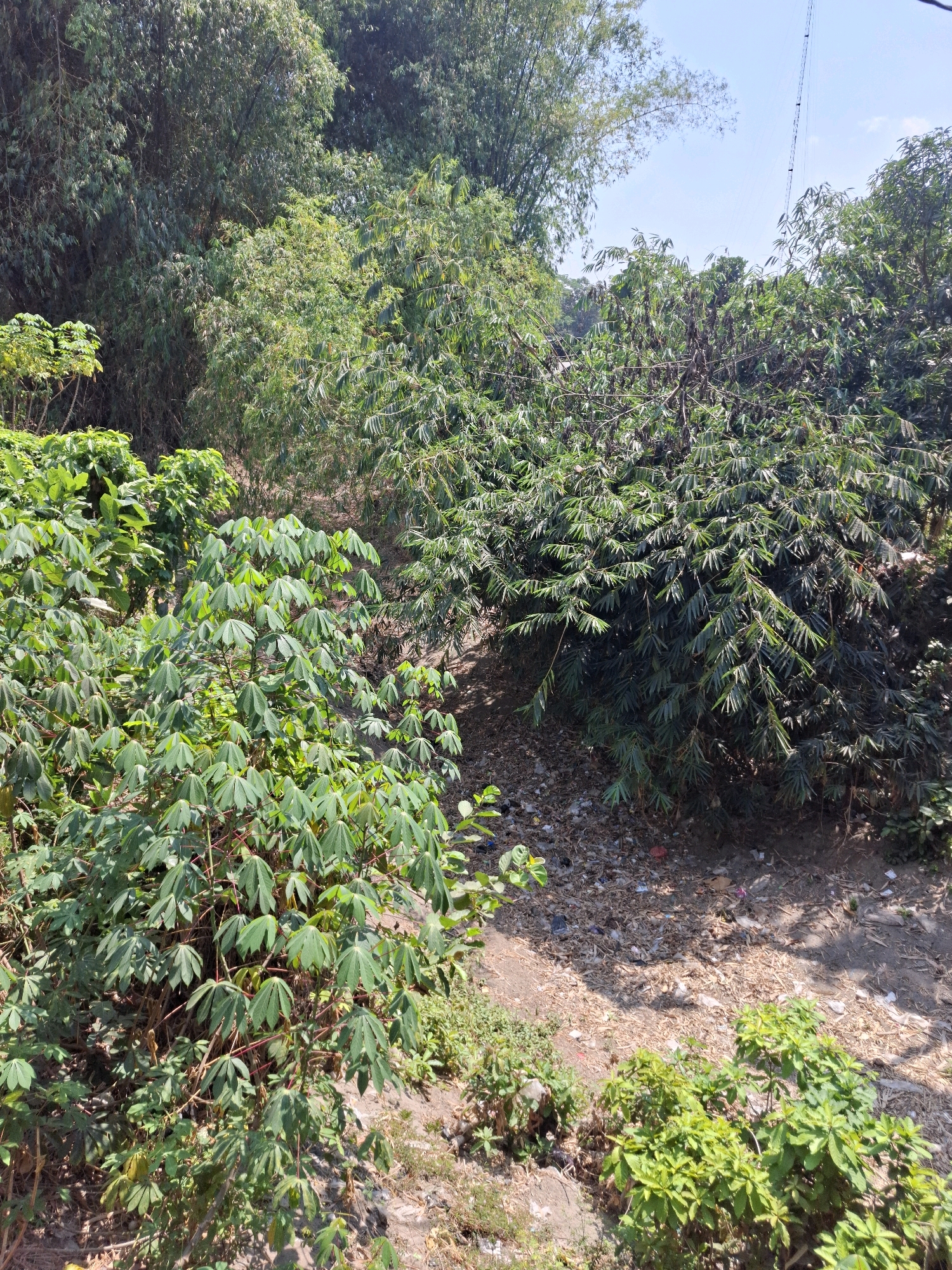The image depicts an outdoor scene in Kedungmaron, Indonesia, showcasing a lush, overgrown area with a dry, debris-strewn path or ditch running through it. Dense foliage dominates the frame, with various types of green plants and trees. In the foreground, on the left, are plants with large, distinctively shaped leaves, possibly cassava. To the right and further back, bamboo-like plants with long, slender leaves create a thick wall of greenery. The ground is covered in dry leaves, twigs, and scattered pieces of trash, including plastic items, indicating a lack of regular maintenance. The overall impression is one of natural growth reclaiming an area that has been impacted by human presence and waste. The sky is visible in the upper portion of the image, appearing bright and clear. A power line tower or pole is faintly visible in the upper right corner. No people or animals are present in the scene.