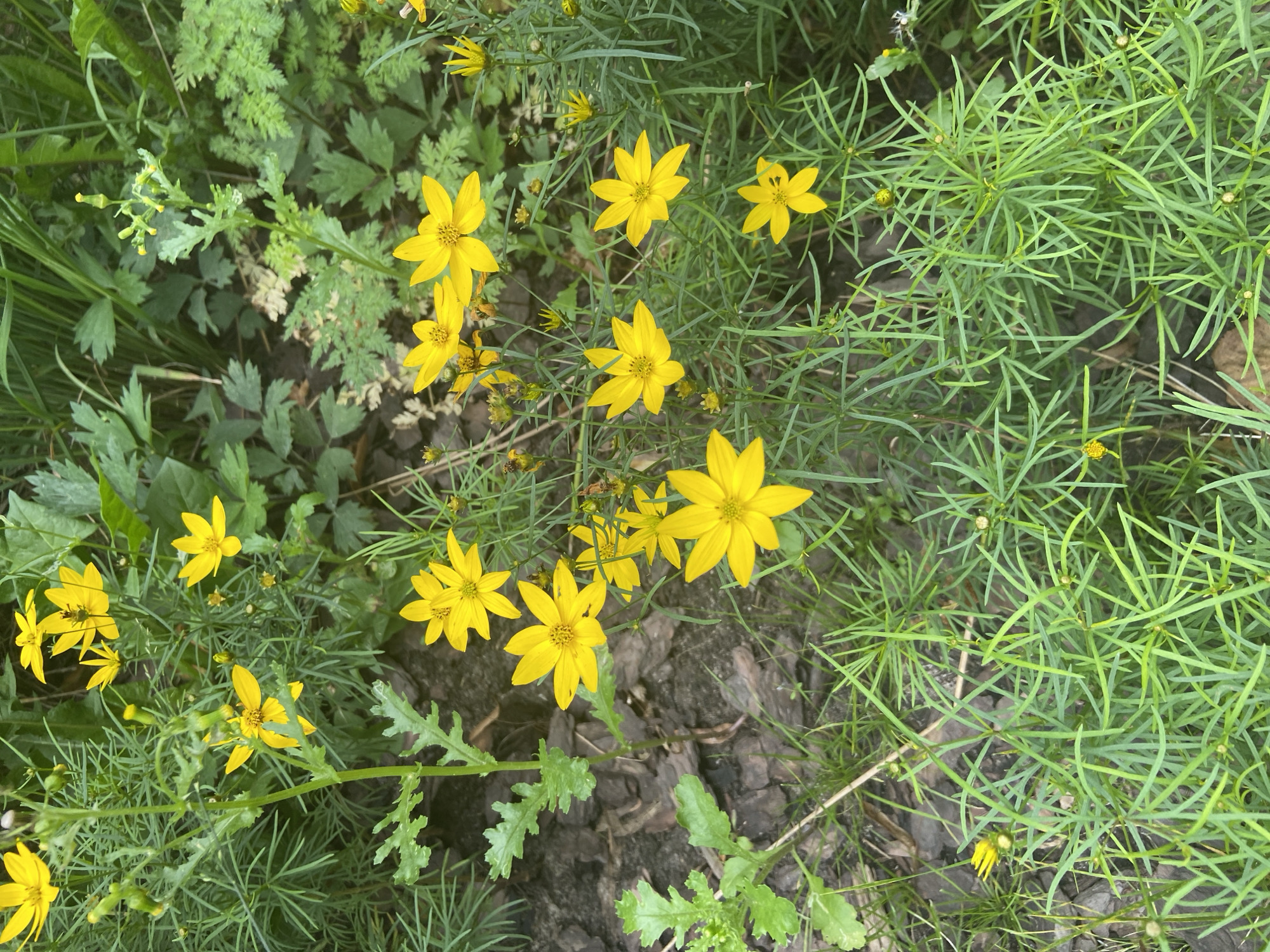 This is a close-up, slightly overhead shot of a patch of bright yellow flowers with thin, delicate petals and dark centers, interspersed with lush green foliage and thin, grassy stems. The flowers are of various sizes and stages of bloom, with some fully open and others still in bud. The background consists of dark soil and mulch, with hints of other green plants and leaves. The overall impression is one of natural, untamed growth. The specific location within Balashikha, Russia, is not discernible from the image.