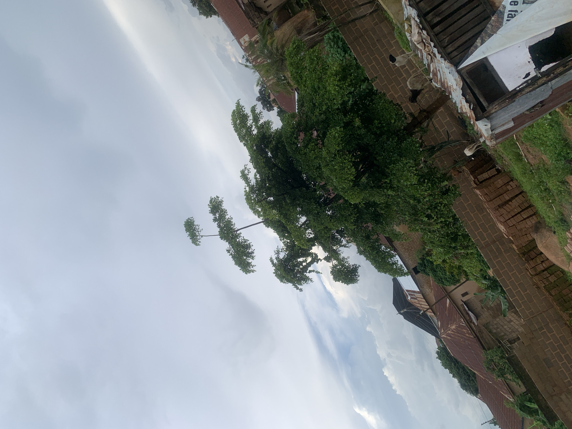 The image, taken from a low angle with a diagonal tilt, shows an outdoor scene in what appears to be a rural or semi-rural setting. A large, leafy tree dominates the center-left of the frame, its branches extending upwards. Behind the tree, several buildings with rusty, corrugated metal roofs are visible, interspersed with brick walls and greenery. In the lower right corner, a makeshift structure made of metal and wood stands, with some debris and what looks like a partially visible piece of paper with text. Three goats, one white, one black and white, and one predominantly white with black markings, are present. One goat stands on top of the metal structure, another is near the base of the tree, and a third is partially obscured. The sky is overcast with dramatic clouds. The overall impression is of a somewhat rustic environment with everyday life elements.