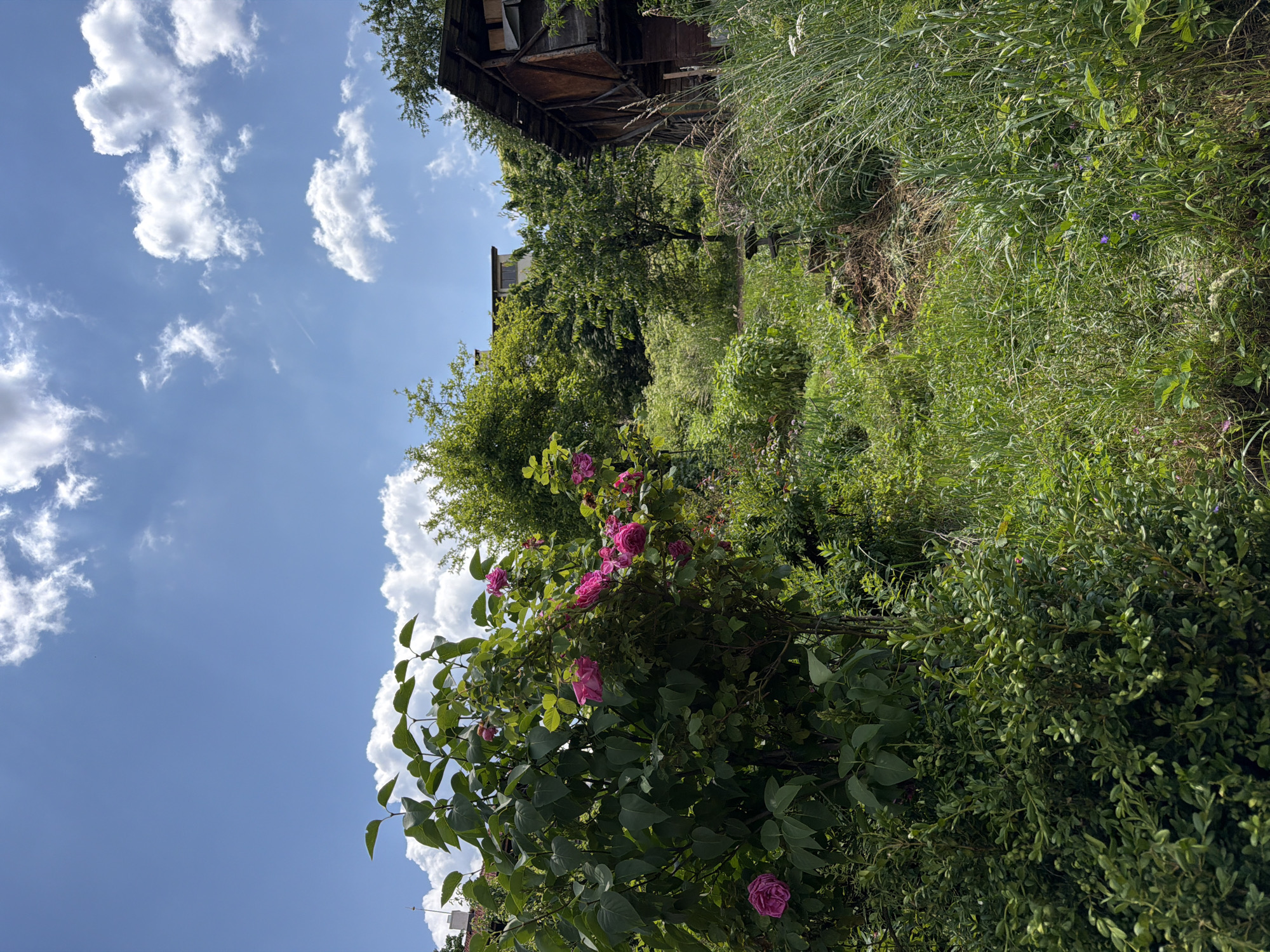 This image depicts an overgrown garden with a rustic, weathered wooden structure in the background. The scene is dominated by lush greenery, with various plants, bushes, and tall grass filling the frame. Several vibrant pink roses are in bloom, adding a splash of color to the verdant landscape. The sky above is a clear blue, dotted with fluffy white clouds. The lighting suggests it is daytime, likely a sunny afternoon, casting a natural light over the scene. The overall impression is one of a somewhat neglected but naturally beautiful outdoor space, possibly a backyard or a rural garden. There is no visible text in the image.