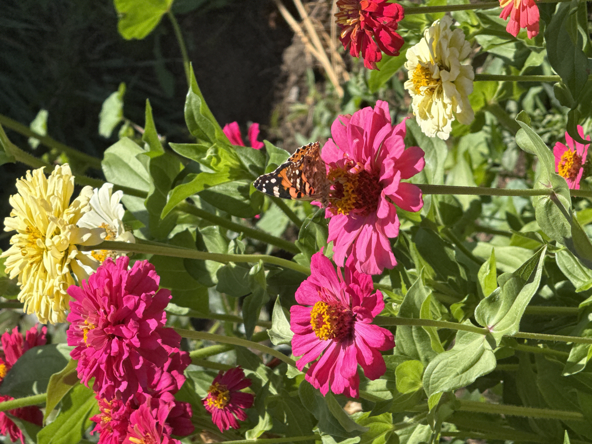 A close-up, eye-level shot captures a vibrant cluster of zinnia flowers, predominantly in shades of bright pink and fuchsia, with accents of yellow and red. A single monarch butterfly with distinctive orange and black wings is perched on a pink zinnia bloom in the center-right of the frame, its wings slightly open. The flowers are in full bloom, with layered petals and yellow centers. Lush green foliage forms the background, suggesting a garden setting. The lighting indicates a sunny day, casting distinct shadows and highlighting the textures of the petals and leaves. The image appears to be taken outdoors in a garden in Boru-Bash, Kyrgyzstan, based on the provided location information. No people are present in the image.
