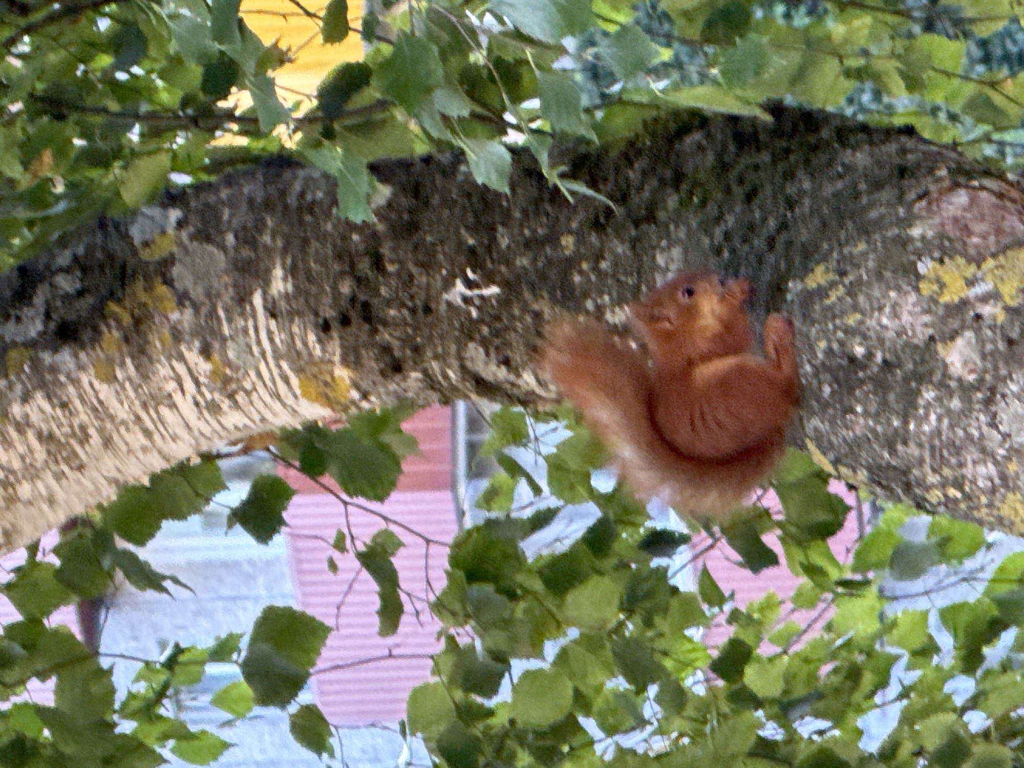 In Tallinn, Estonia, a red squirrel is perched on the trunk of a tree, partially obscured by green leaves. The squirrel, a common sight in urban parks and forests across Estonia, is facing to the right, with its bushy tail curled over its back. Its small paws are clasped in front of its body, and it appears to be eating. The tree trunk is rough and textured, with patches of lichen and moss. In the background, out-of-focus buildings with pink and blue facades are visible, suggesting an urban or suburban setting. The light is dappled, indicating it is daytime.