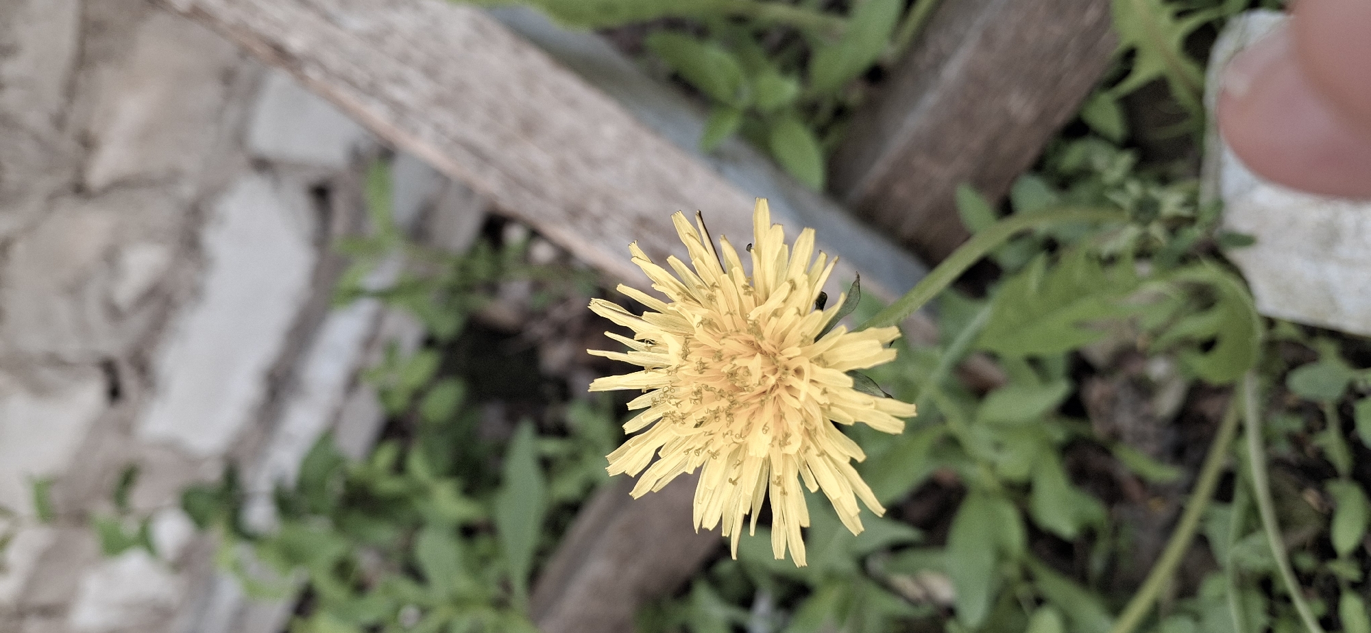 A close-up shot of a yellow dandelion flower dominates the foreground. The flower is in full bloom, exhibiting numerous thin petals radiating outwards from the central disc. The surrounding environment includes green foliage. Parts of a wooden structure and some stone pieces are visible in the background. The image was likely taken in an outdoor environment, potentially a garden or field in Pisaryovka, Russia. A person's fingertip is visible in the upper right corner of the frame, suggesting someone was holding the camera or phone to take the photograph.