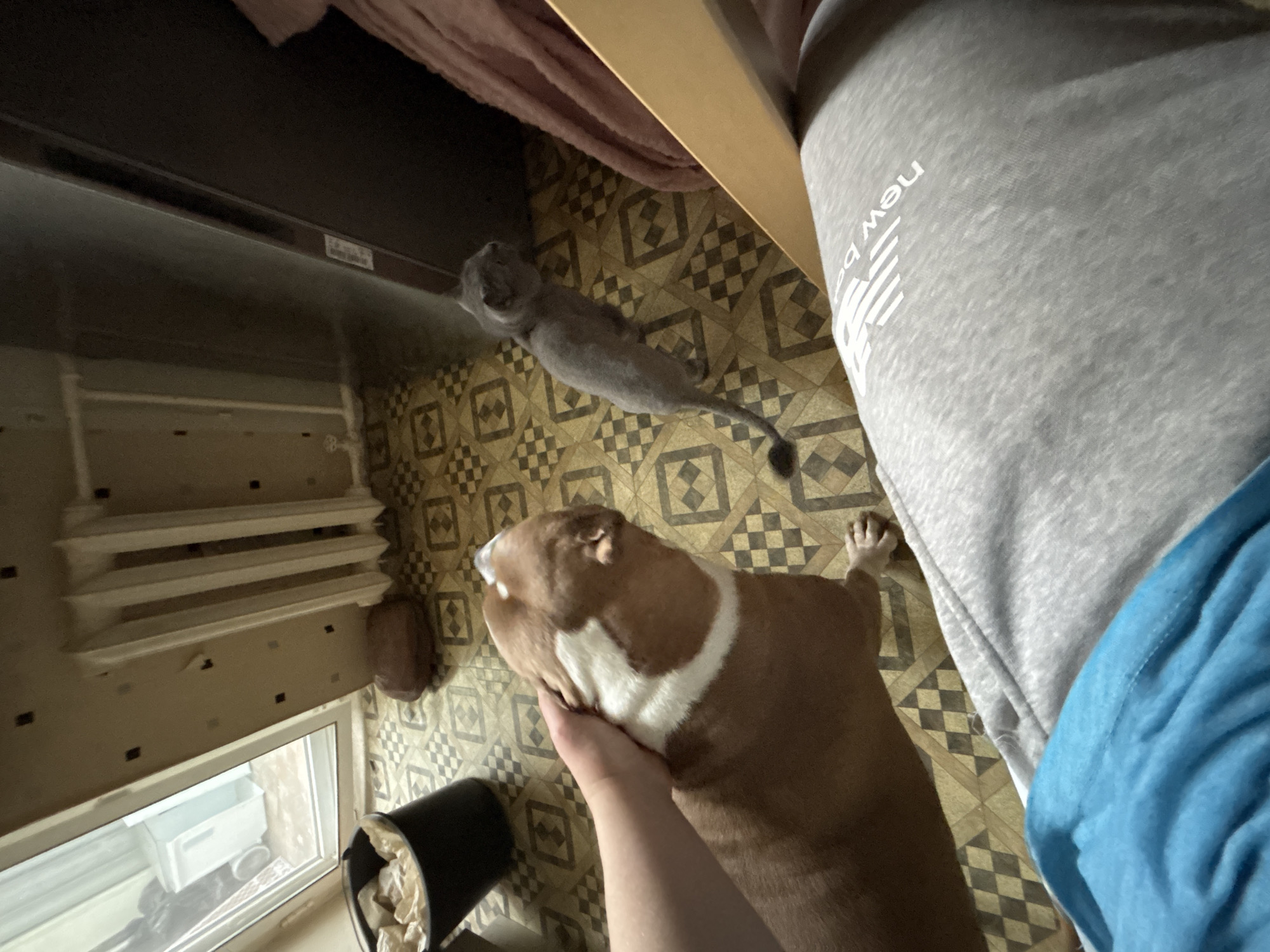 The image shows a first-person perspective, looking down. On the right is a person wearing gray sweatpants with "New Balance" written on them, and a blue shirt. A brown and white dog is being petted by a hand in the foreground. A gray cat is further back. The floor has a patterned tile. In the background, there is a window, wall trim, and a black container with paper sticking out of it. There is also a dark object resembling a cabinet. The location is unknown, and there is no information indicating it is Minsk, Belarus.