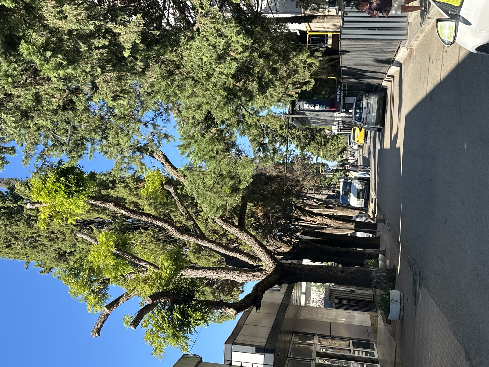 The image depicts a tree-lined street in Sochi, Russia. Tall, mature trees with dense green foliage line both sides of the asphalt road. The trees on the left appear to have been pruned, with some bare branches visible. Sunlight casts strong shadows across the pavement. Several cars are parked or driving on the street. On the left side of the street, there is a modern building with large glass windows and a grey facade. On the right, a dark metal fence runs along the property line, with some vegetation visible behind it. A woman in a purple top and white shorts is standing on the sidewalk on the right, looking at her phone. The sky is clear and blue.